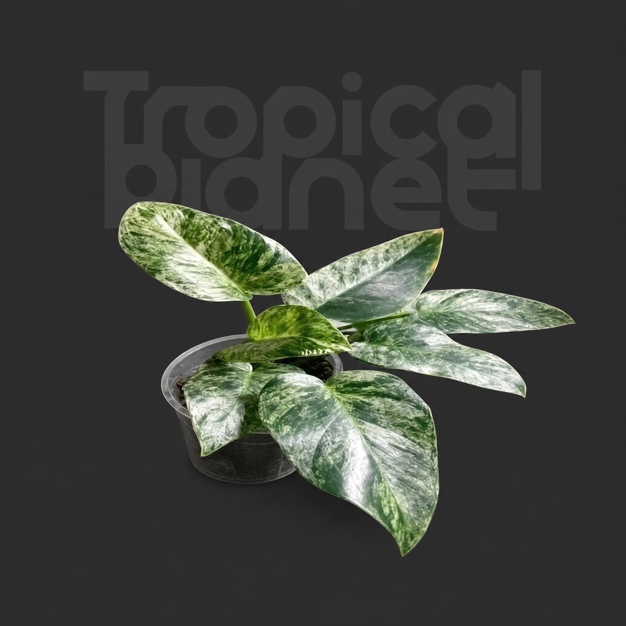 Philodendron giganteum blizzard Variegata