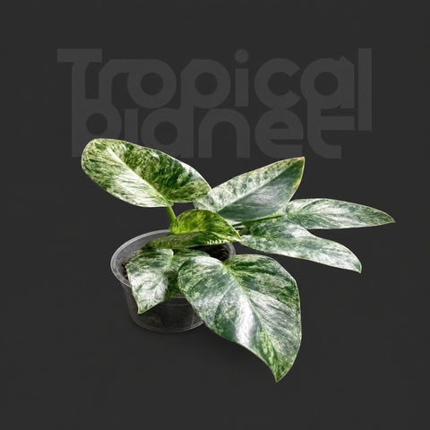 Philodendron giganteum 'Blizzard' 'Variegata'