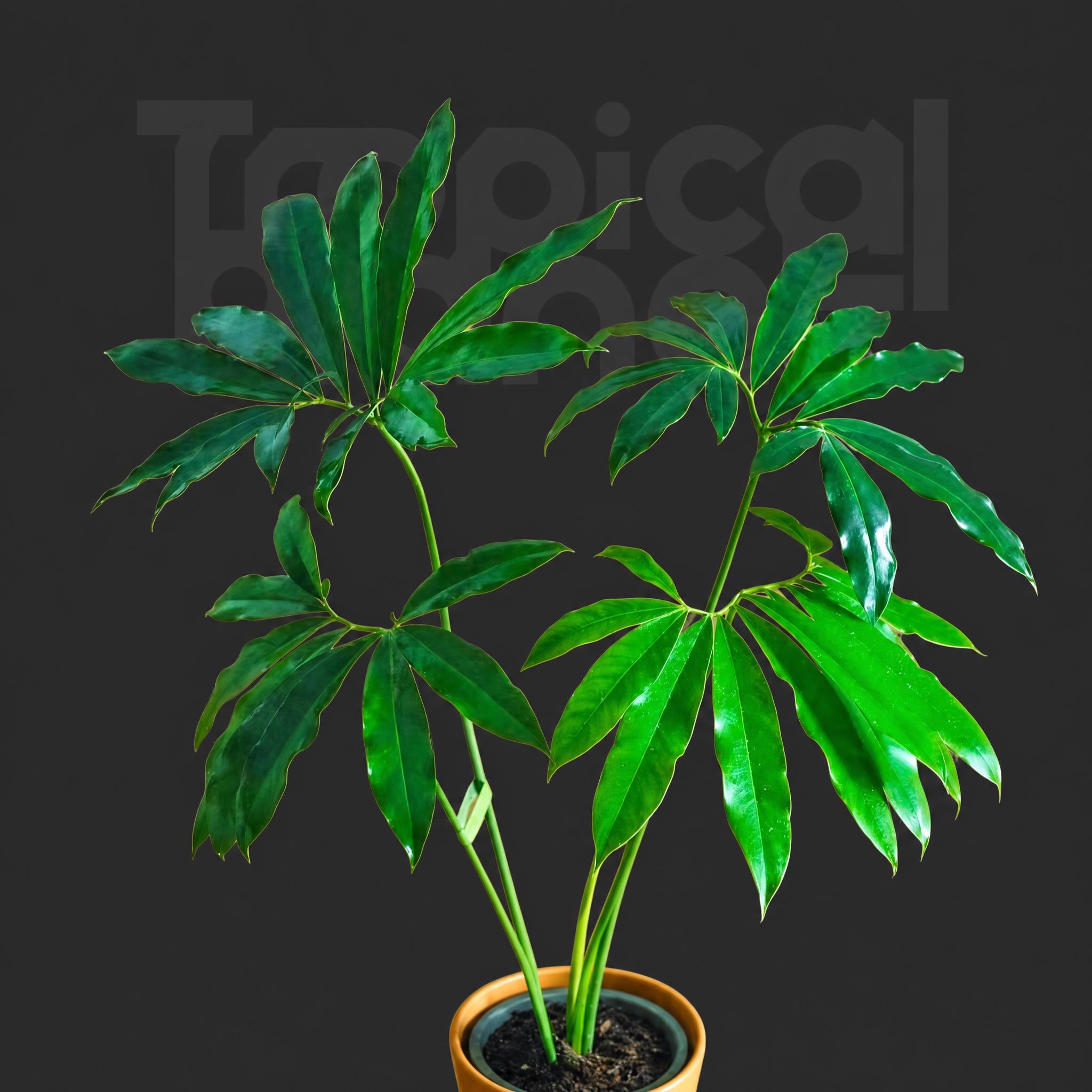 Philodendron goeldii