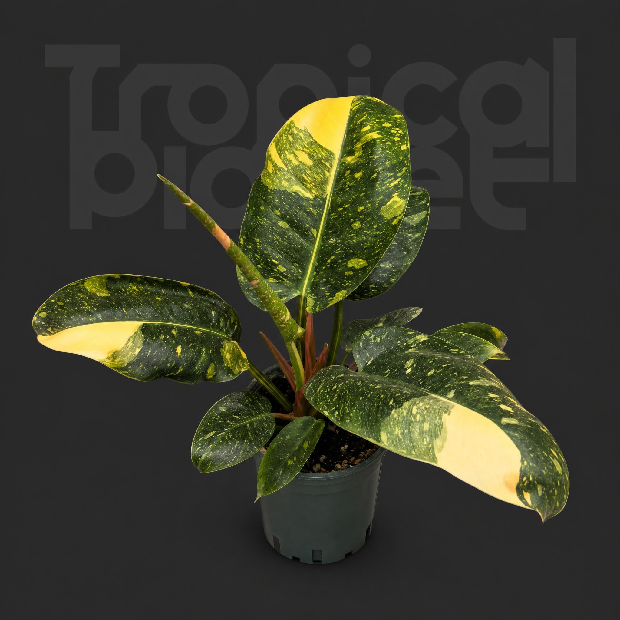 Philodendron green Congo variegated