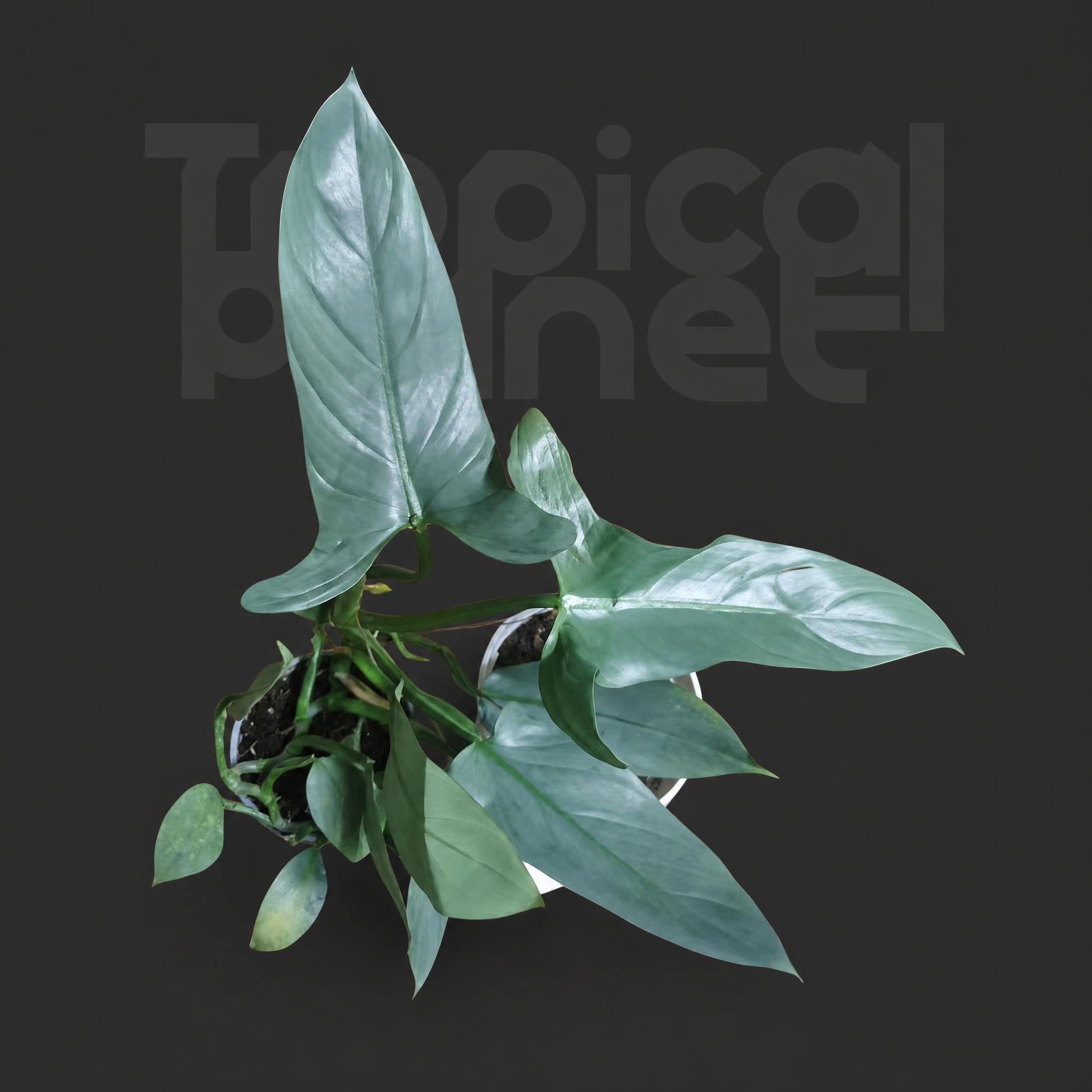Philodendron Grey/Philodendron hastatum Grey