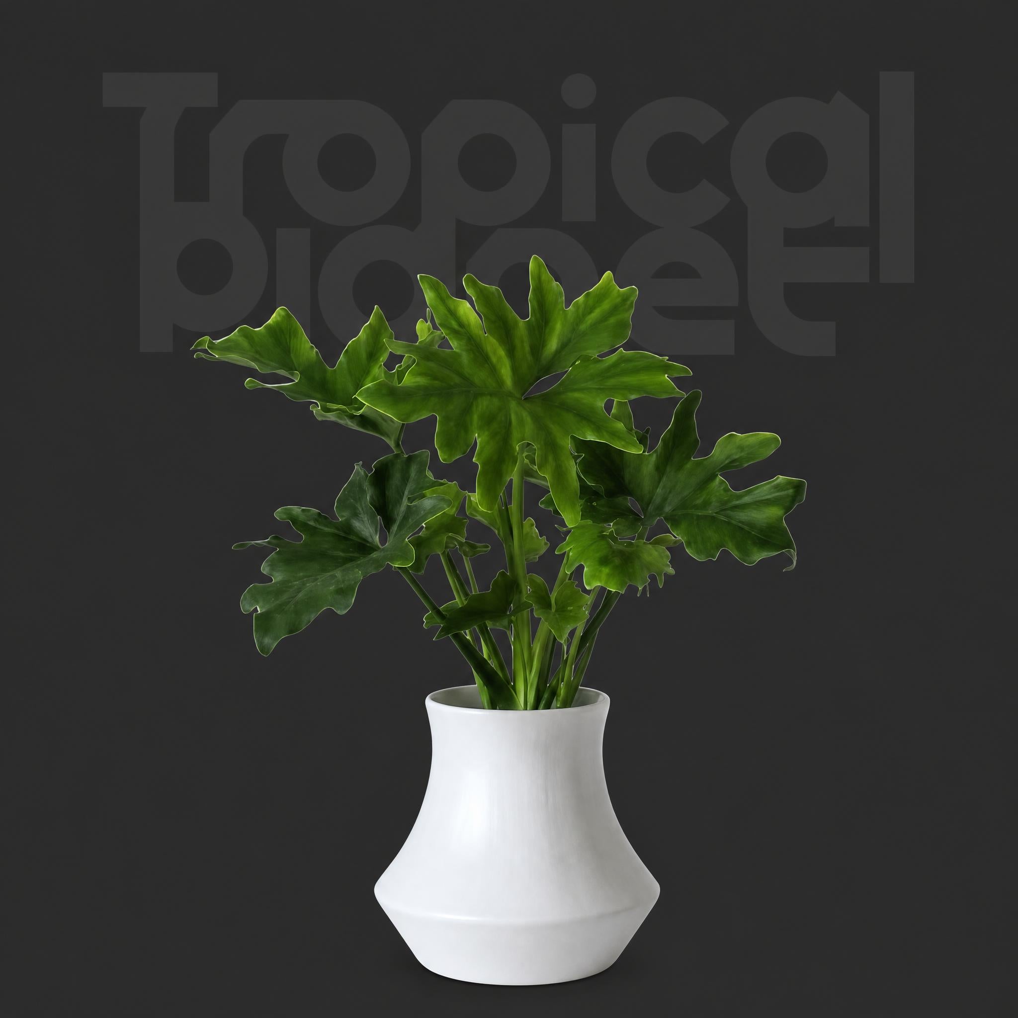 Philodendron Hope