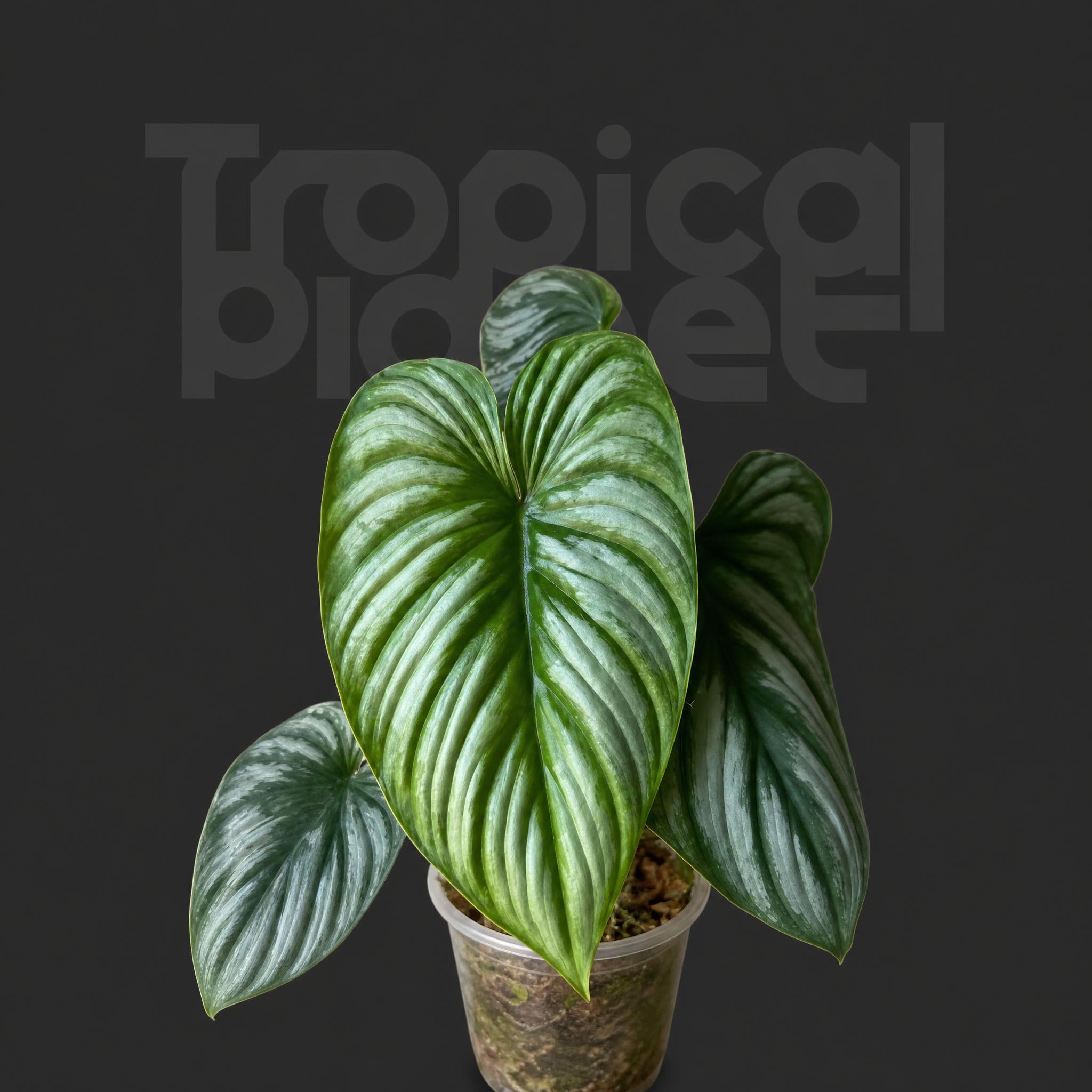 Philodendron mamei
