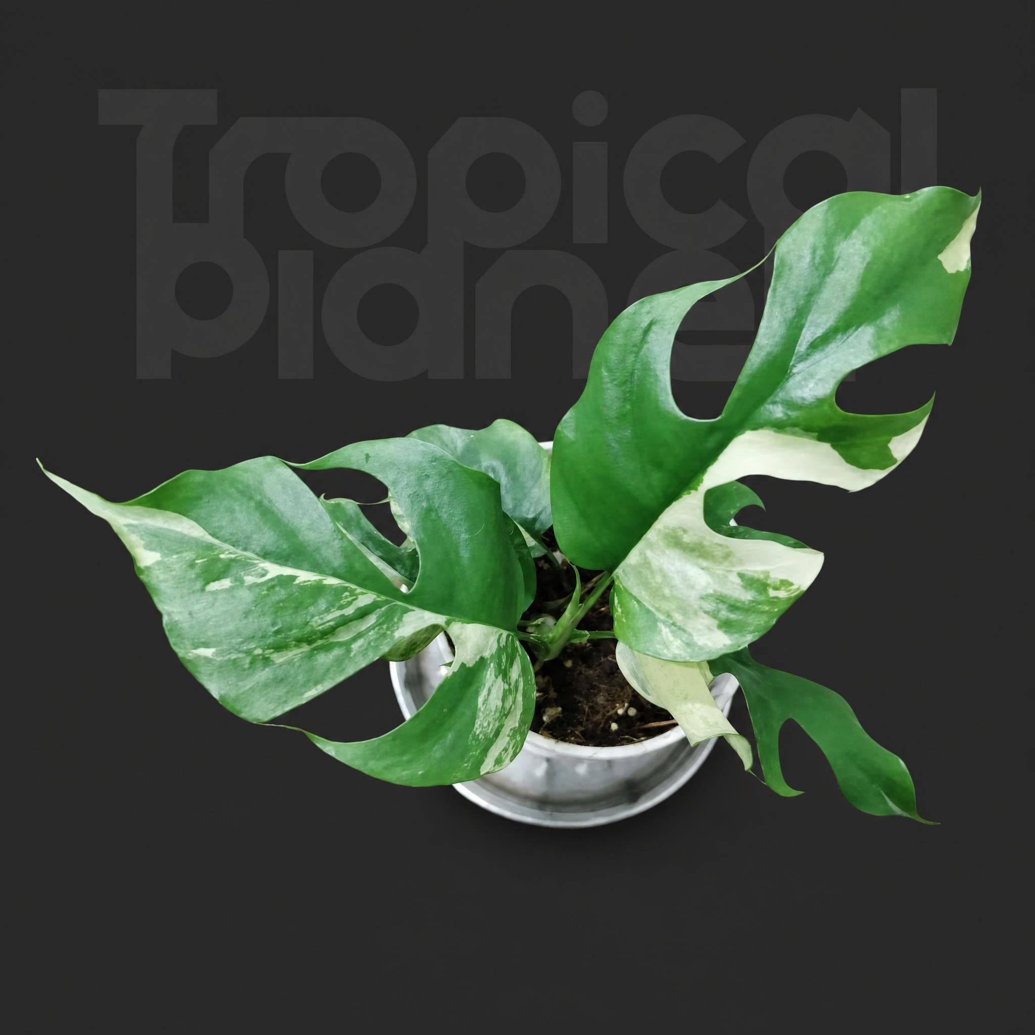 Philodendron Minima Variegated'
