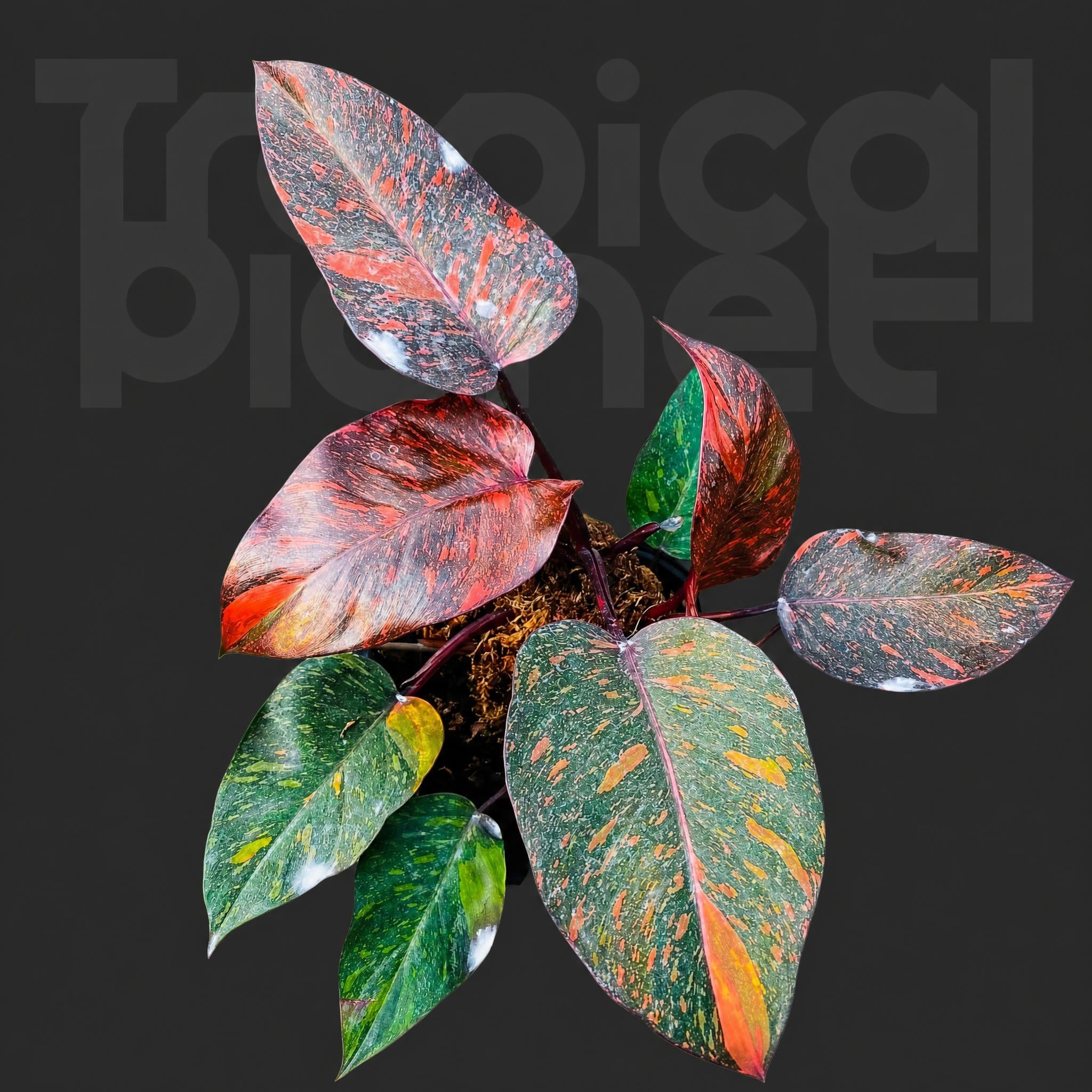 Philodendron orange princess