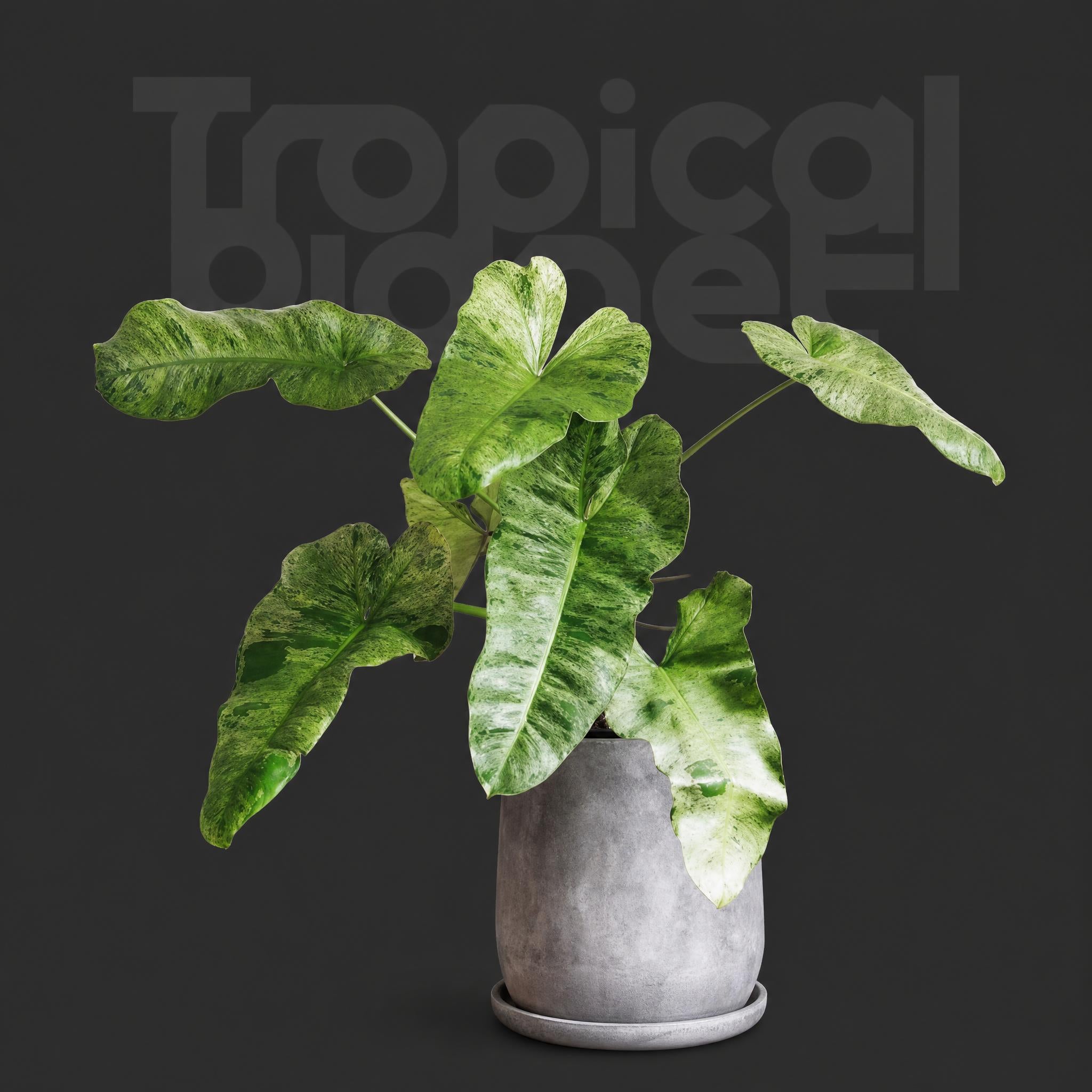 Philodendron Paraiso Verde