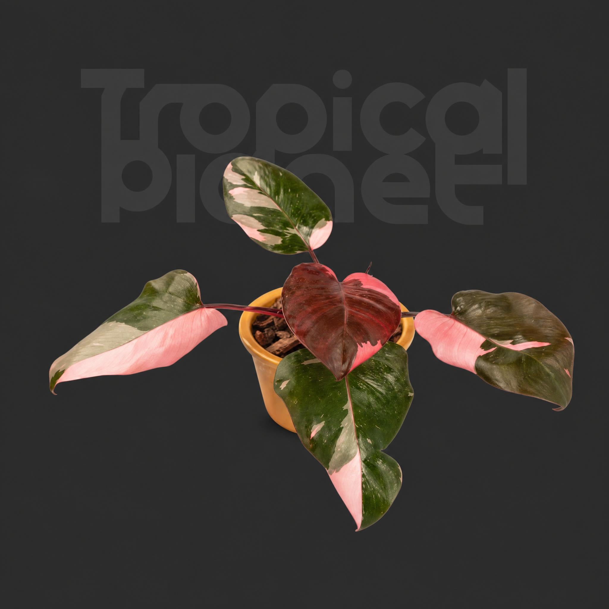 Philodendron Pink Princess