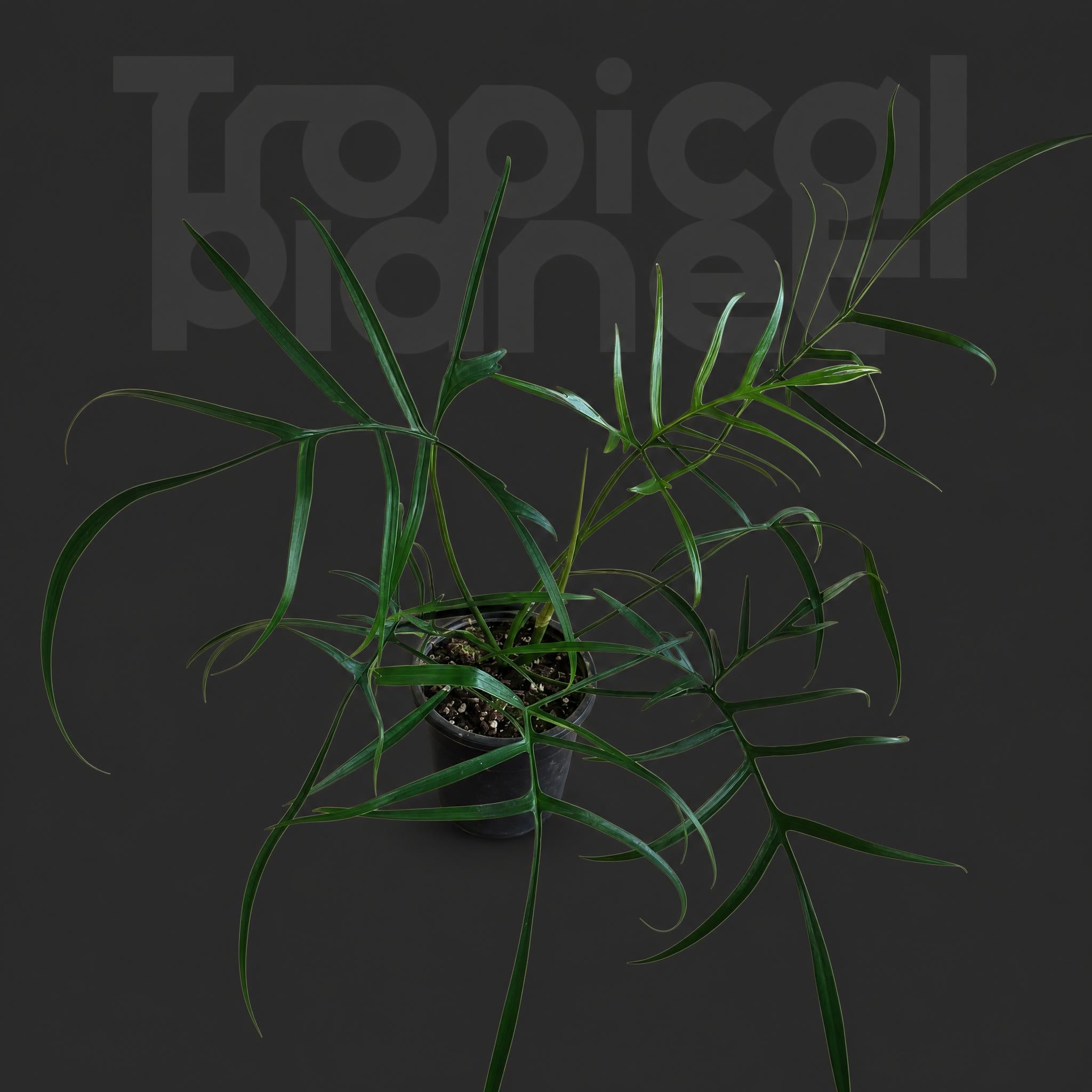 Philodendron polypodioides