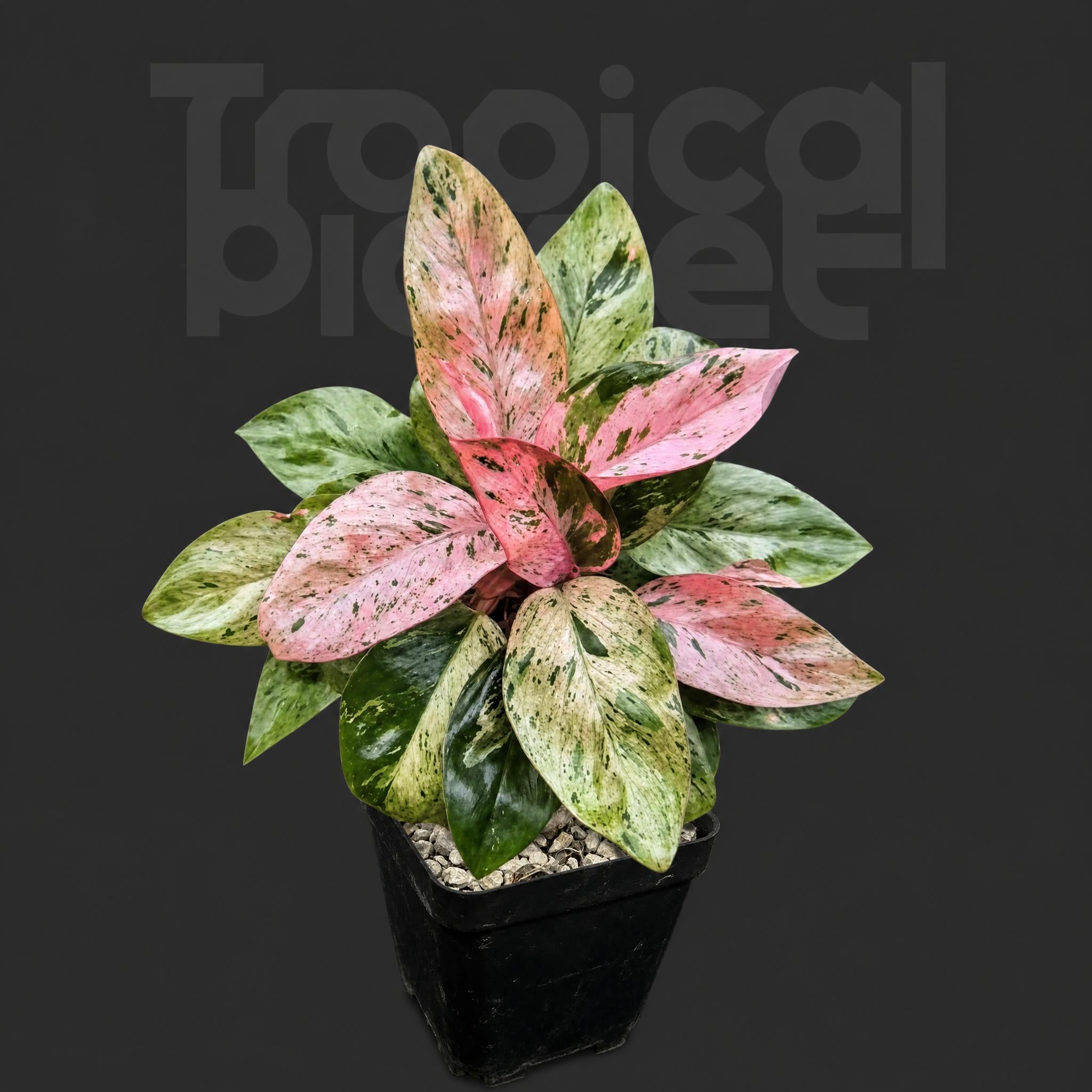 Philodendron red Congo (dwarf) variegated