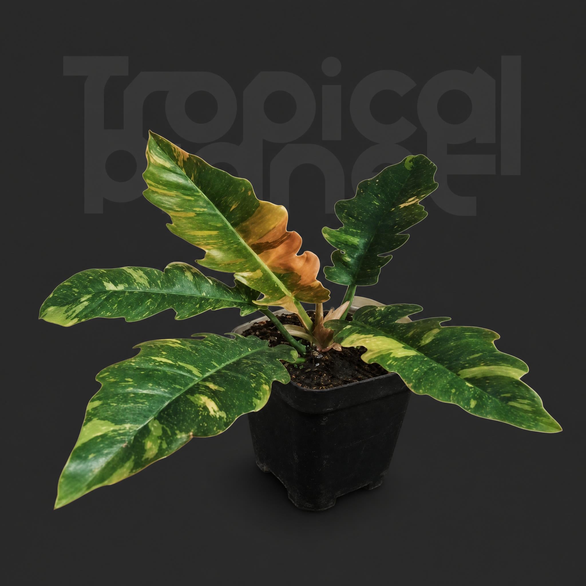 Philodendron Ring of Fire Variegated