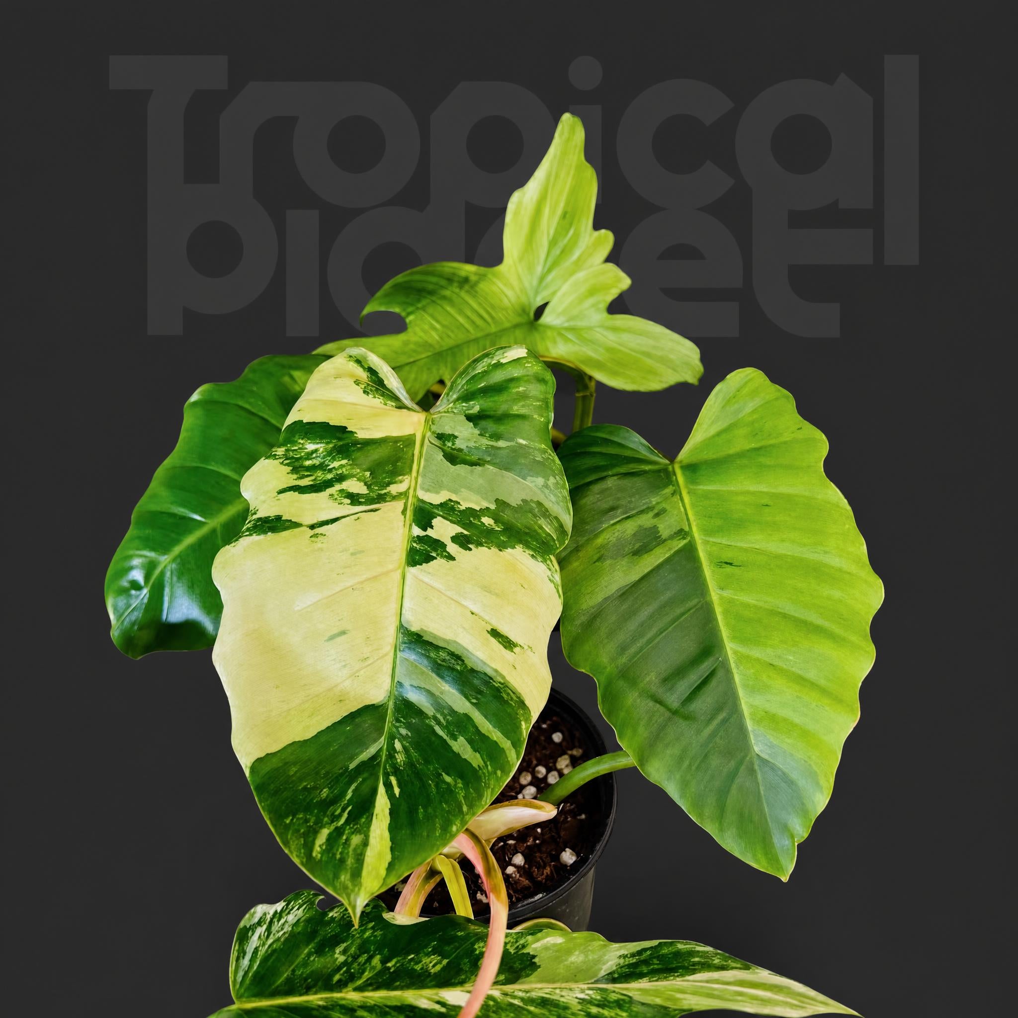 Philodendron snowdrift