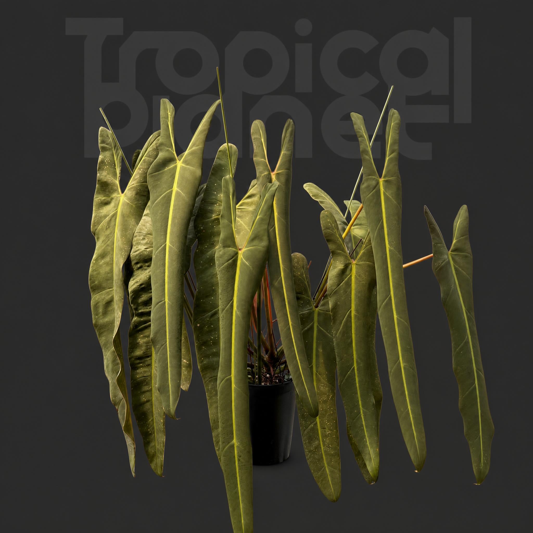 Philodendron Spiritus sancti