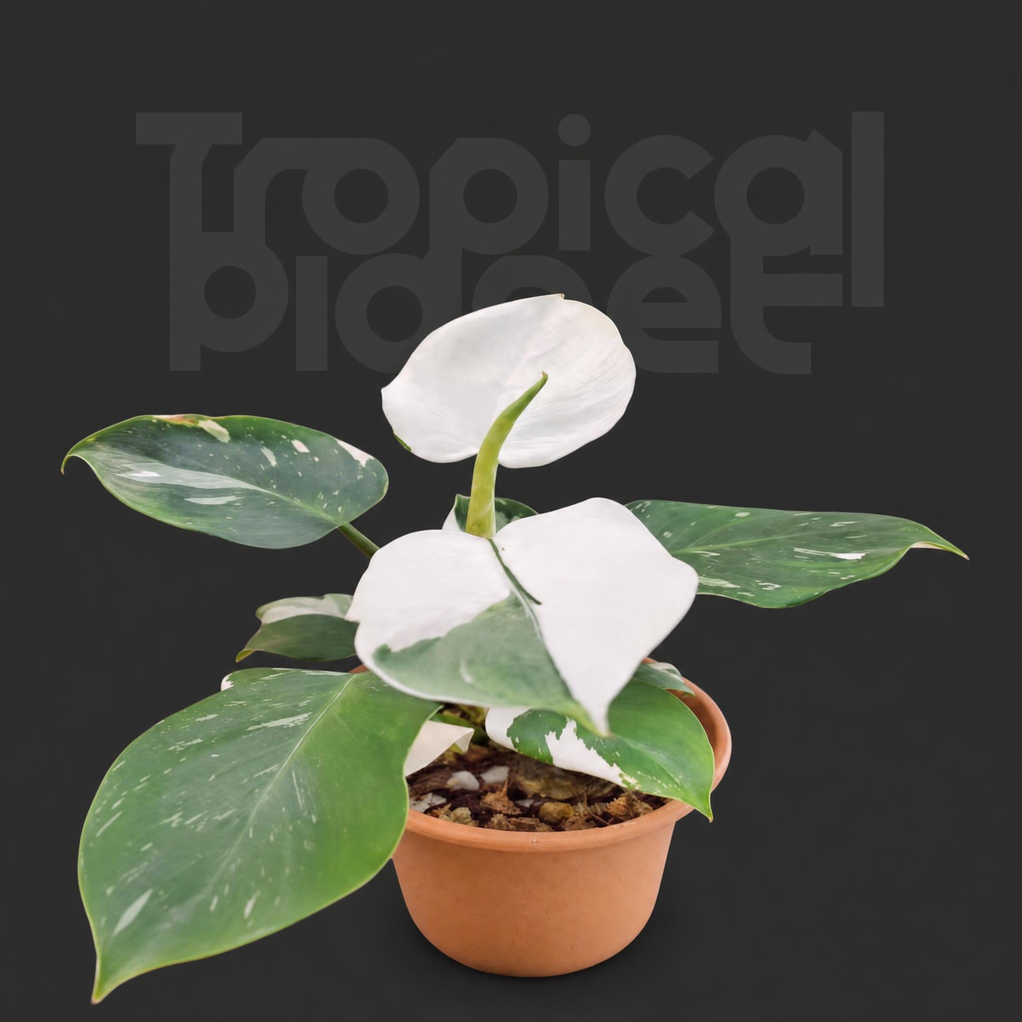 Philodendron White Princess