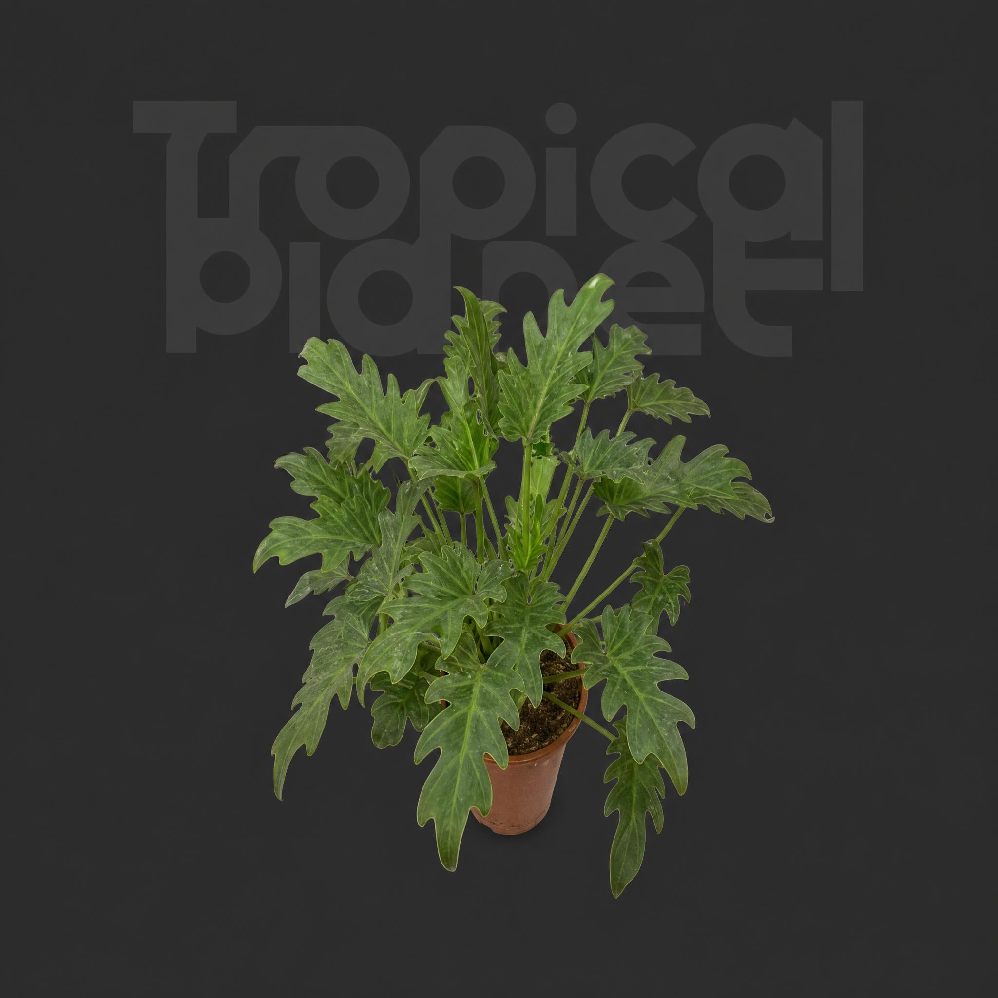 Philodendron Xanadu