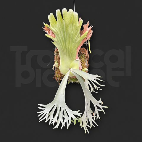 P. White Coral Sporeling
