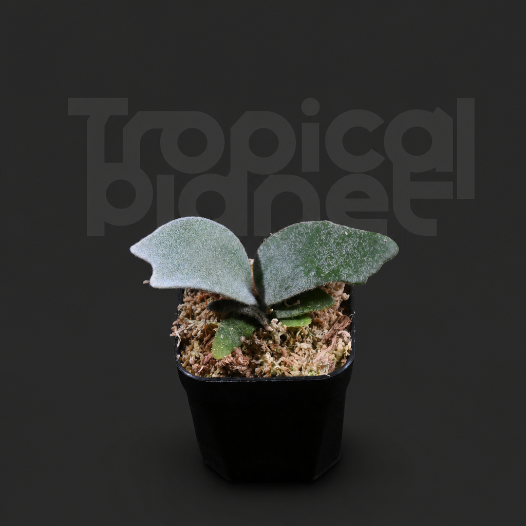 P.Phoenix Serise SP Sporeling - product image 2