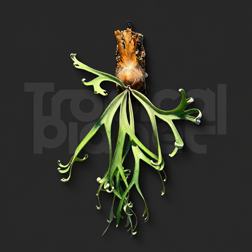 P.Willinckii bigV Sporeling - product image 1