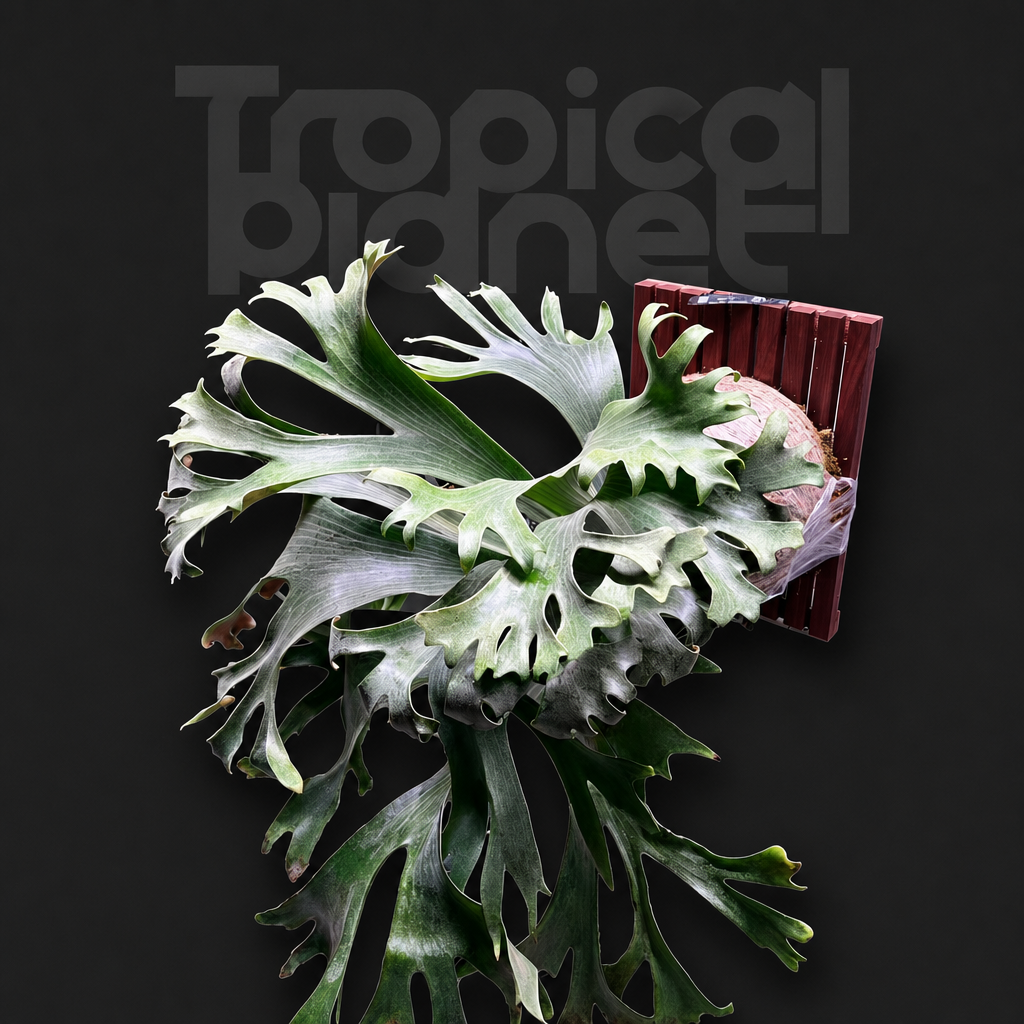 P. Hilli Melissa Sporeling - product image 1