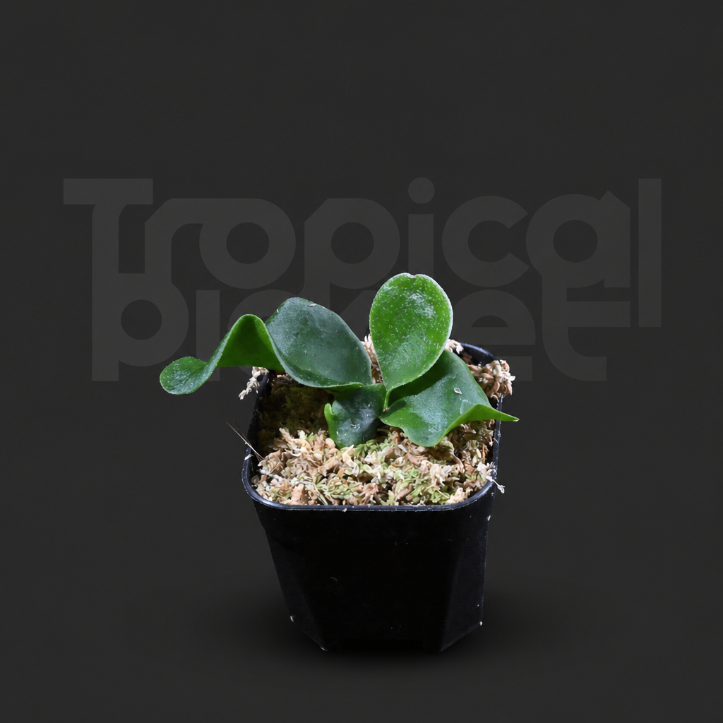 P. Hilli Melissa Sporeling - product image 2