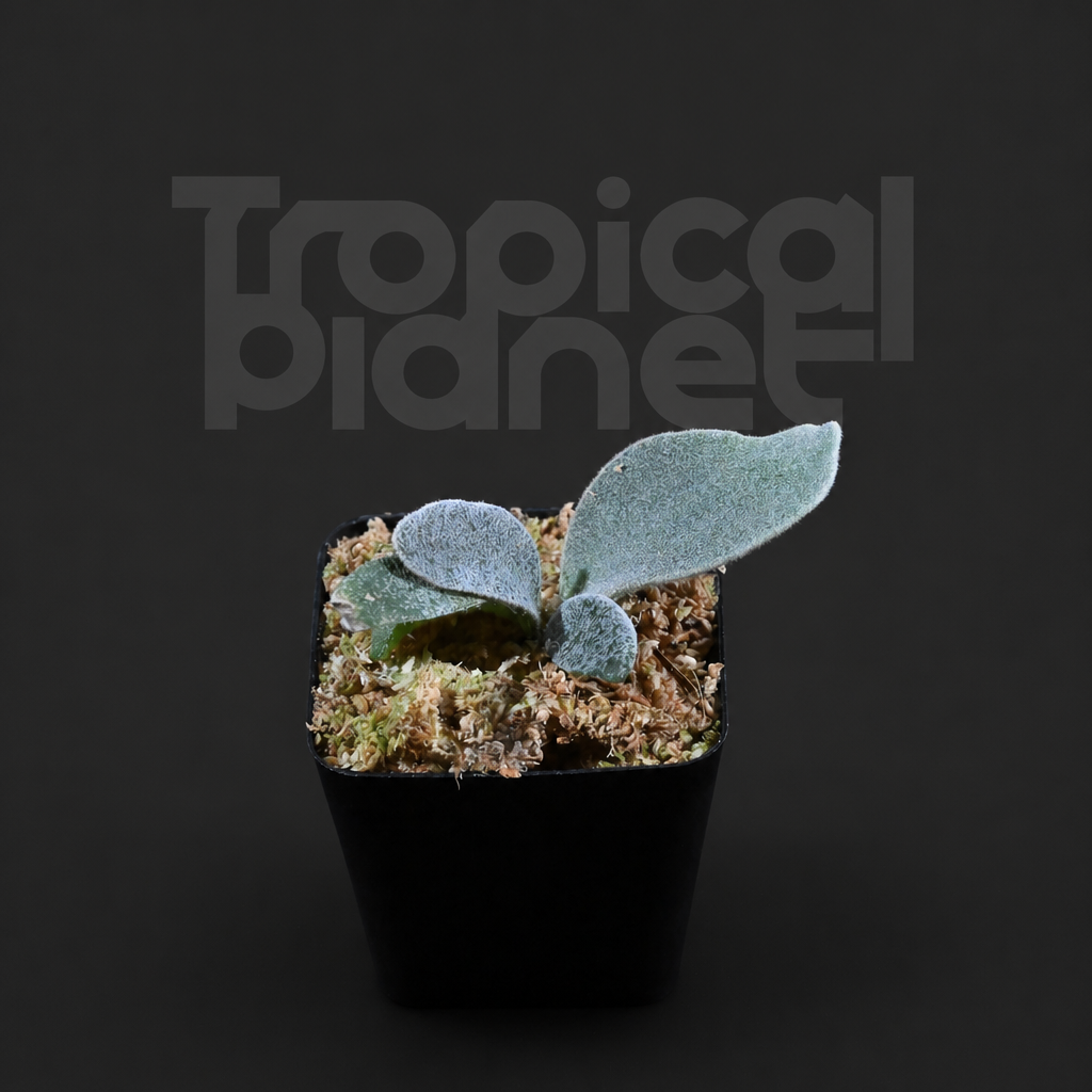 P.Veitchii Lemoinei Sporeling - product image 2