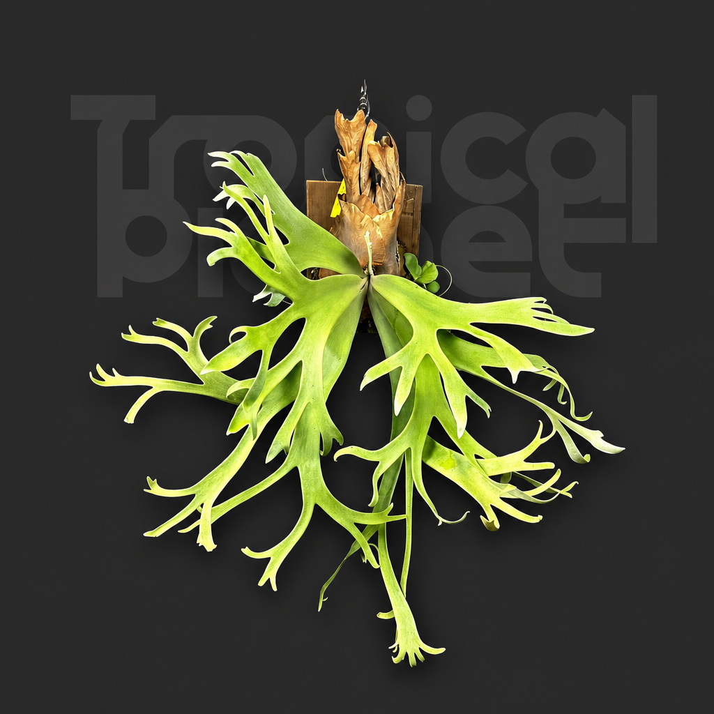 P. Wei Wei Moon Sporeling - product image 1
