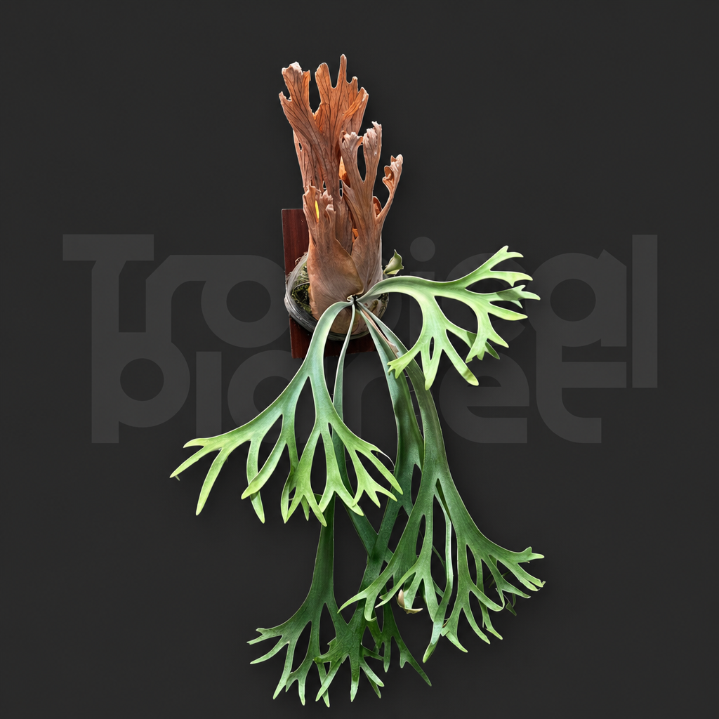 P. Snow Moon,P.Phoenix Mix Sporeling - product image 1
