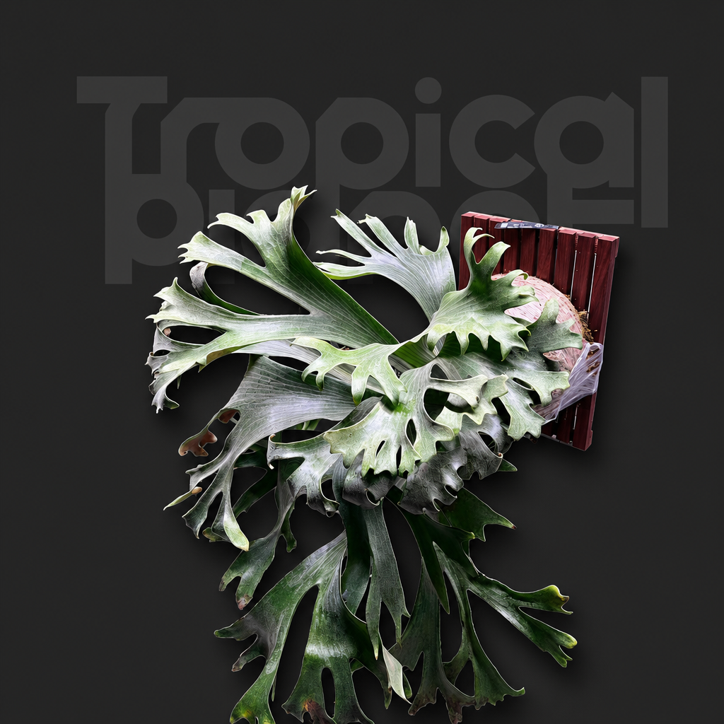 P. Ginka,P.Hillii Melissa Mix Sporeling - product image 2