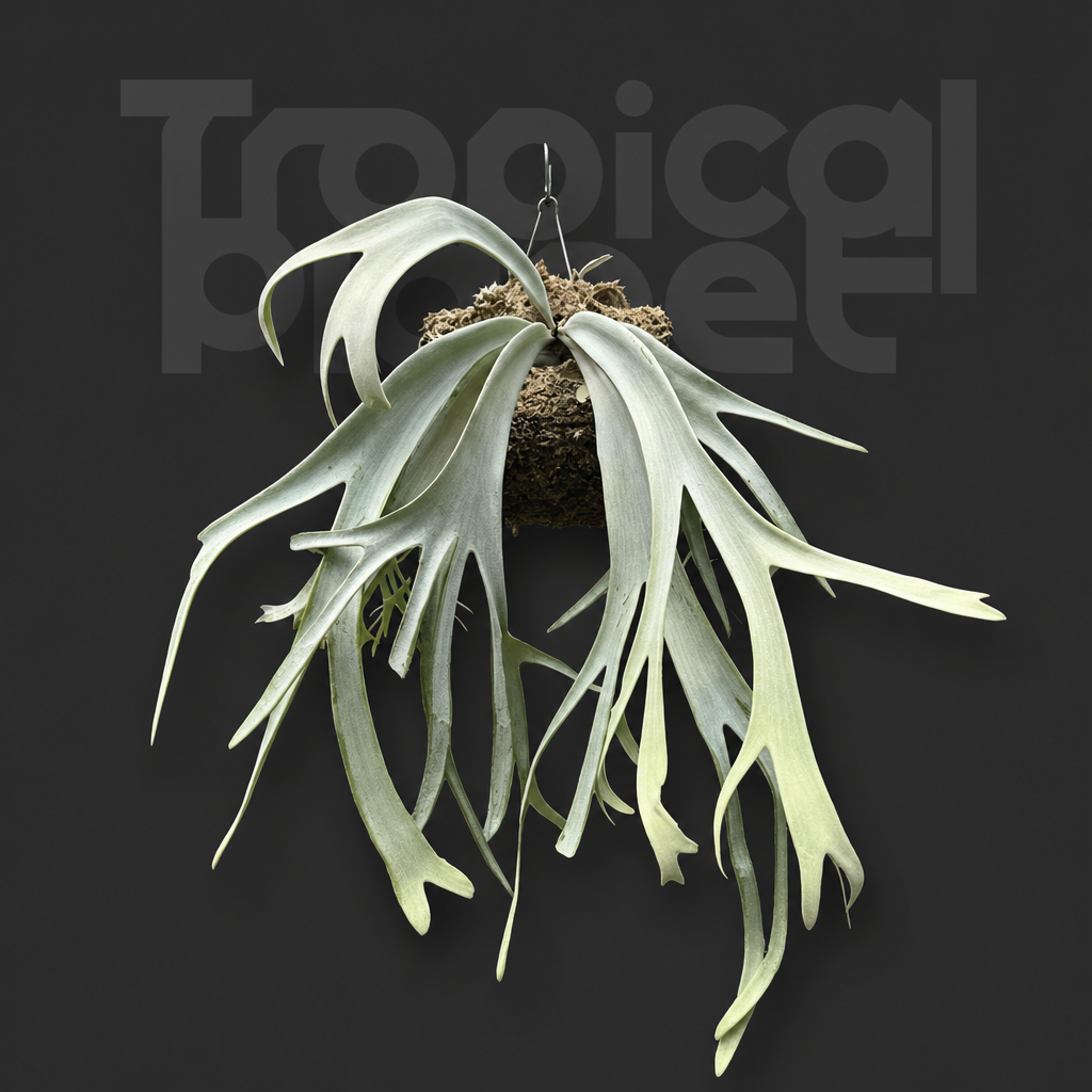 Wholesale  Will Sporeling | Tropical Planet