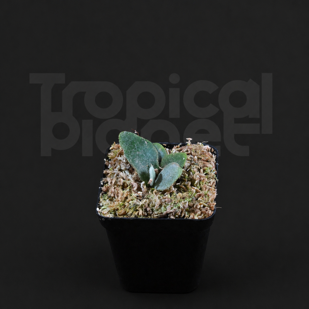 P.Copper Will Sporeling - product image 2