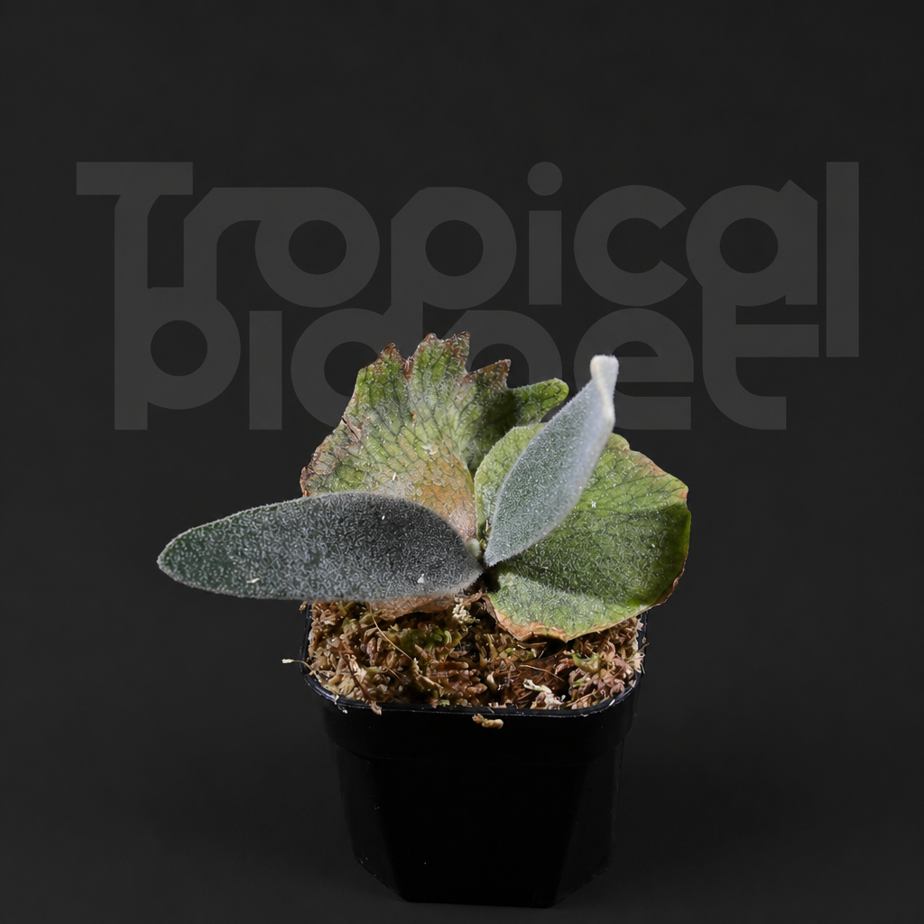 P. White Rose Sporeling - product image 2