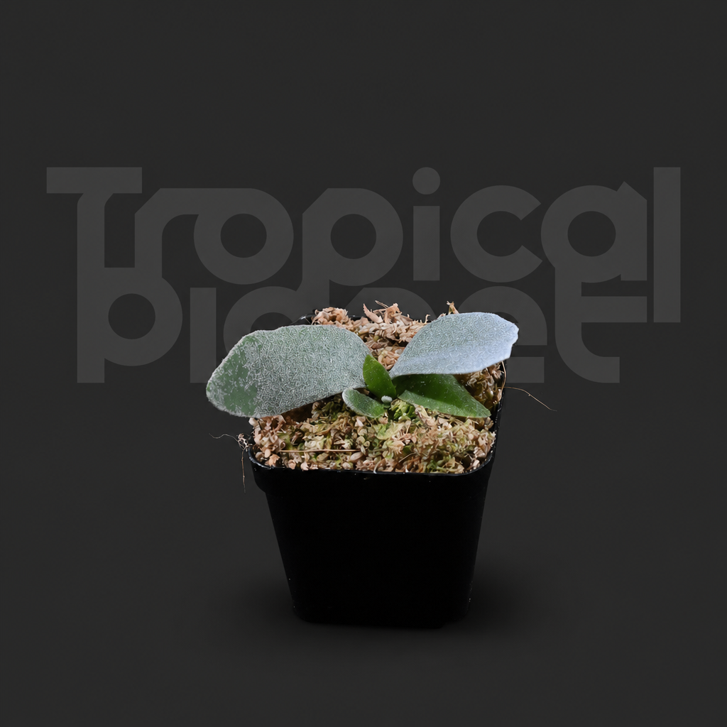 P.White Princess Sporeling - product image 2