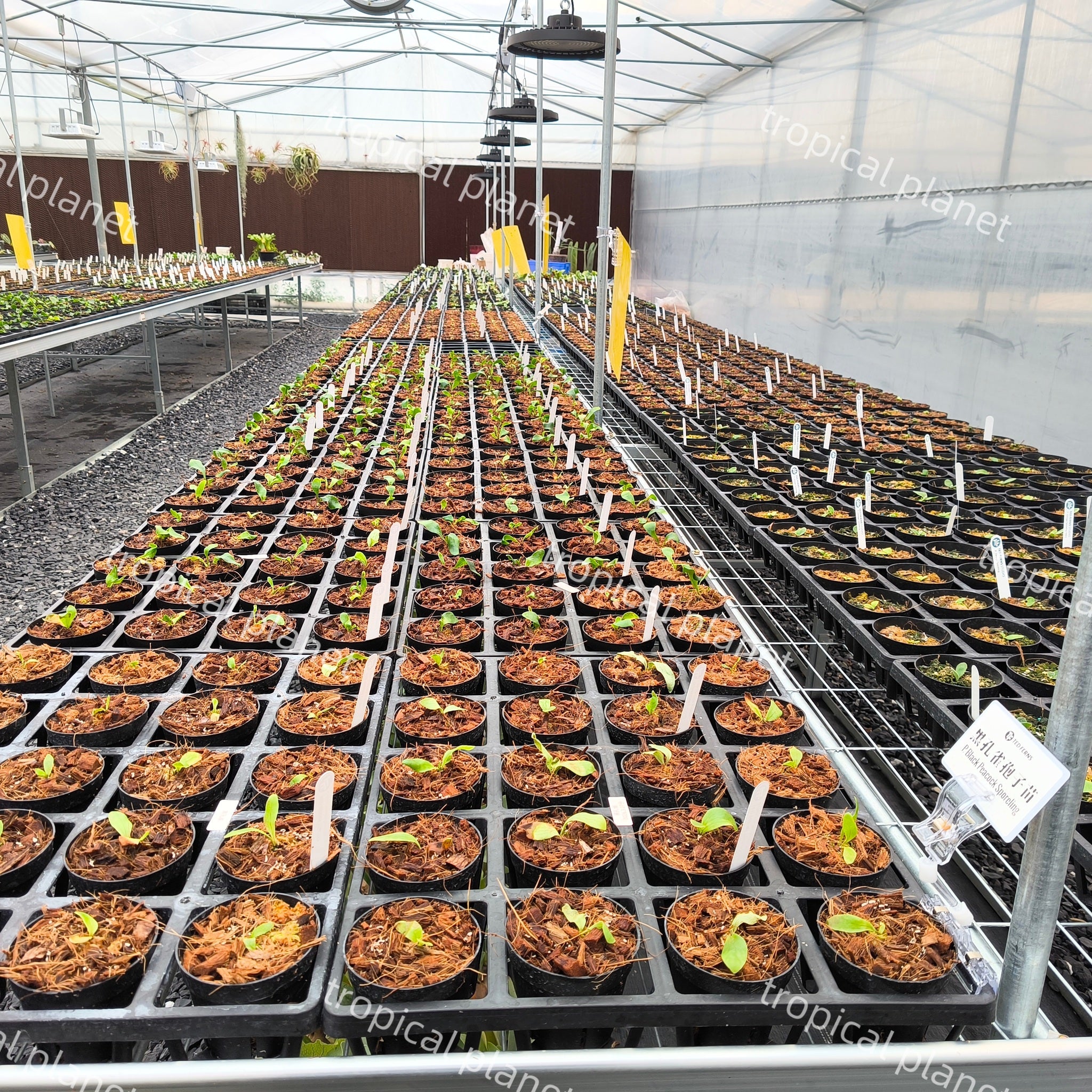 P. Ginka,P.Hillii Melissa Mix Sporeling - TP common platycerium 2026-04-29 04