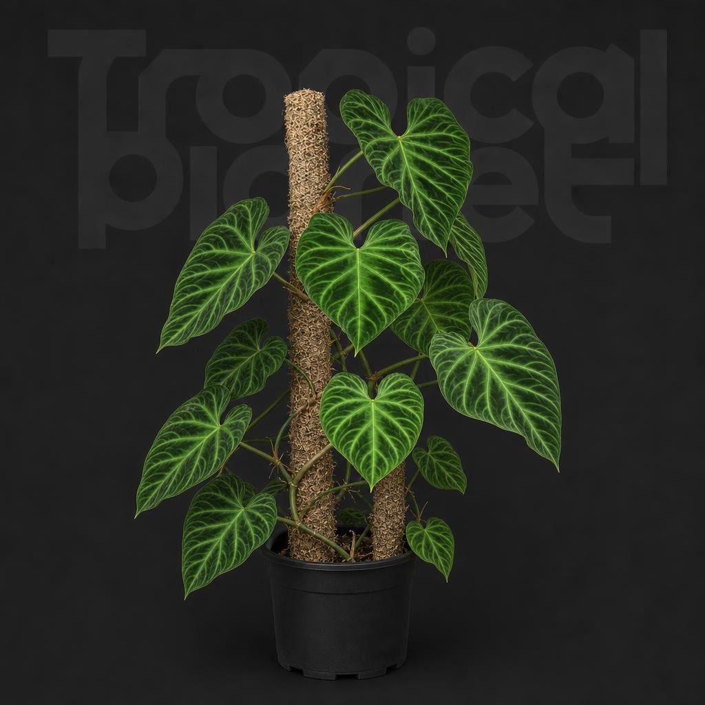 Philodendron verrucosum