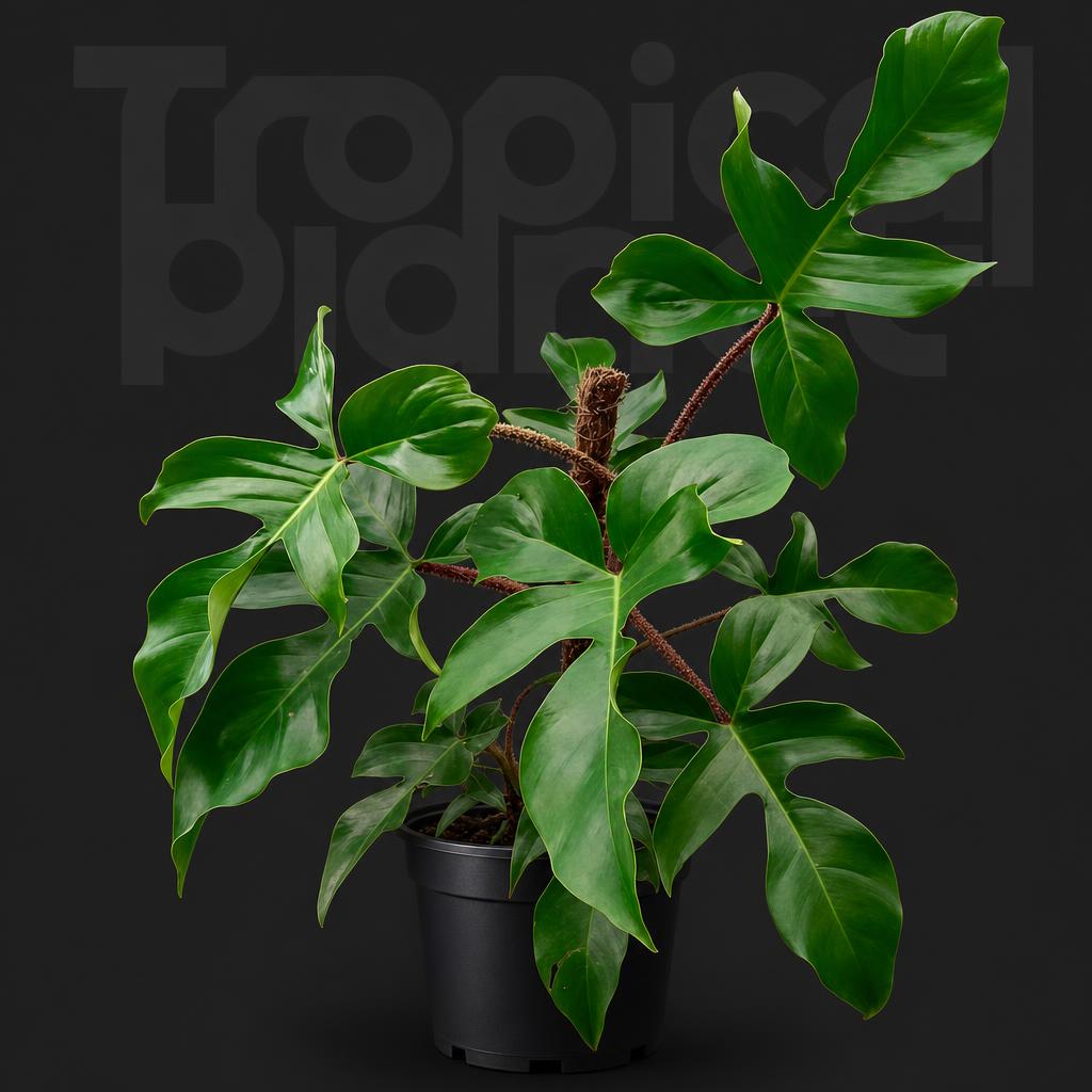 Philodendron squamiferum