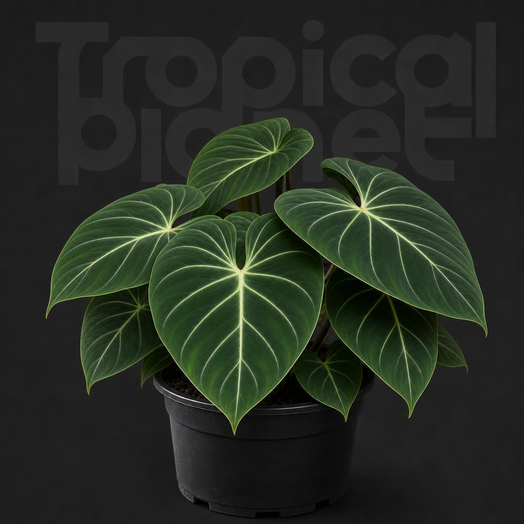 Philodendron Gloriosum Dark Form