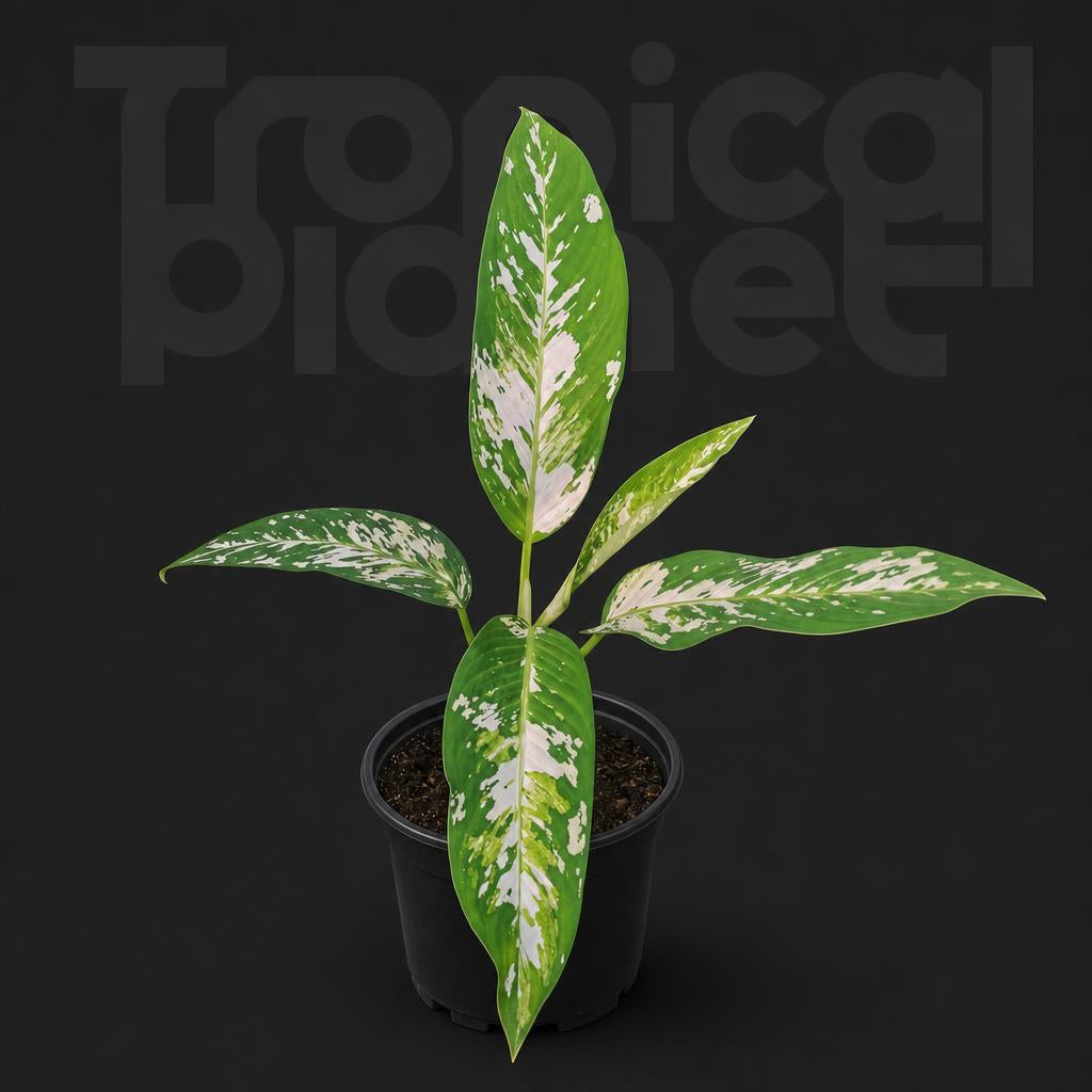 Aglaonema 'Aurora'