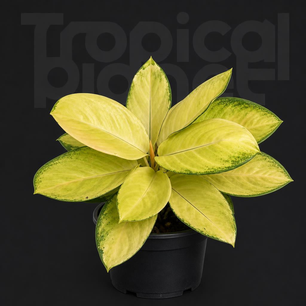 Aglaonema Wax Jade