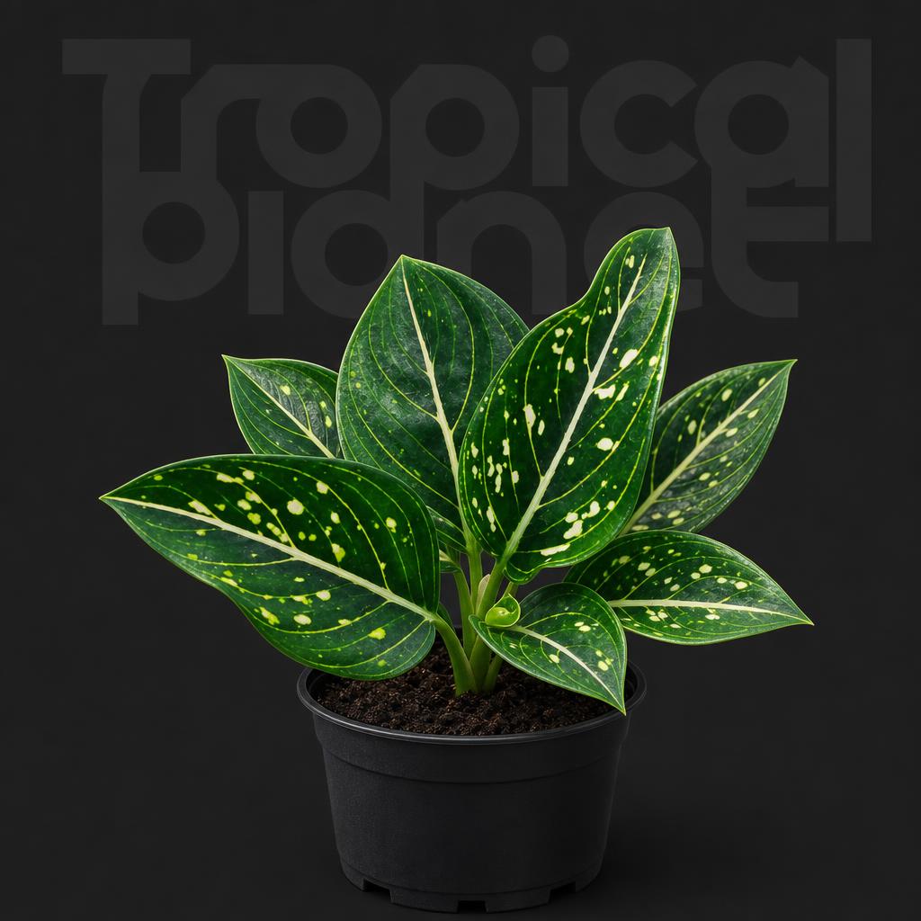 Aglaonema tons pride