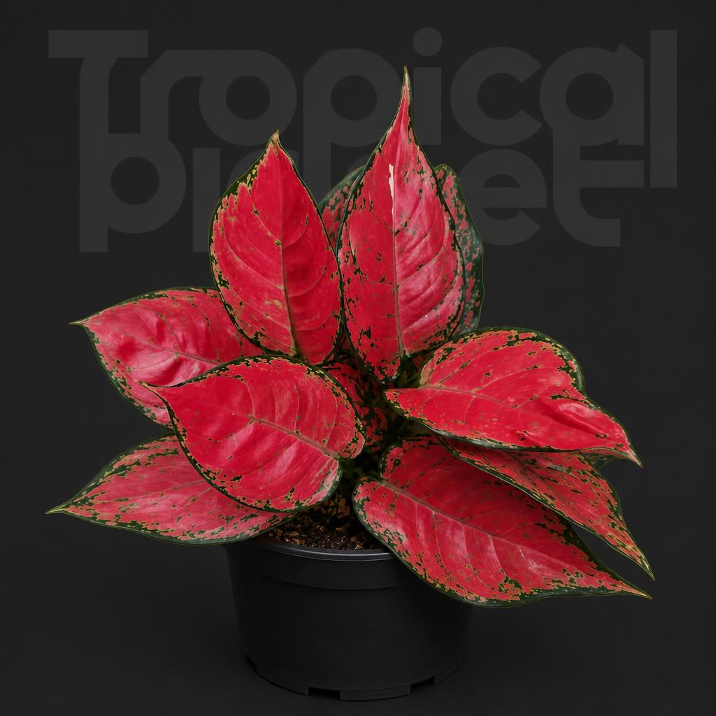 Aglaonema beauty