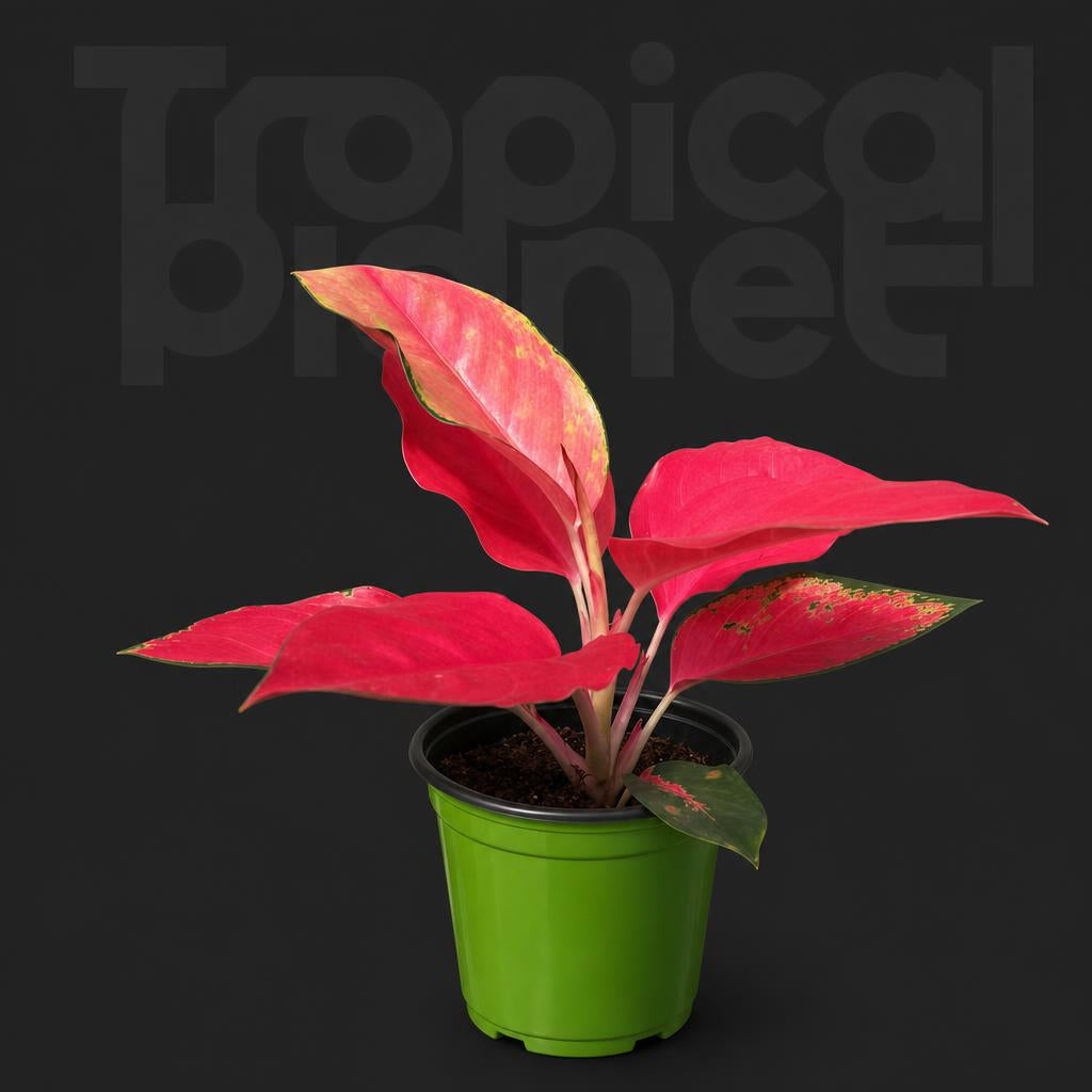 Aglaonema Red auspiciousness
