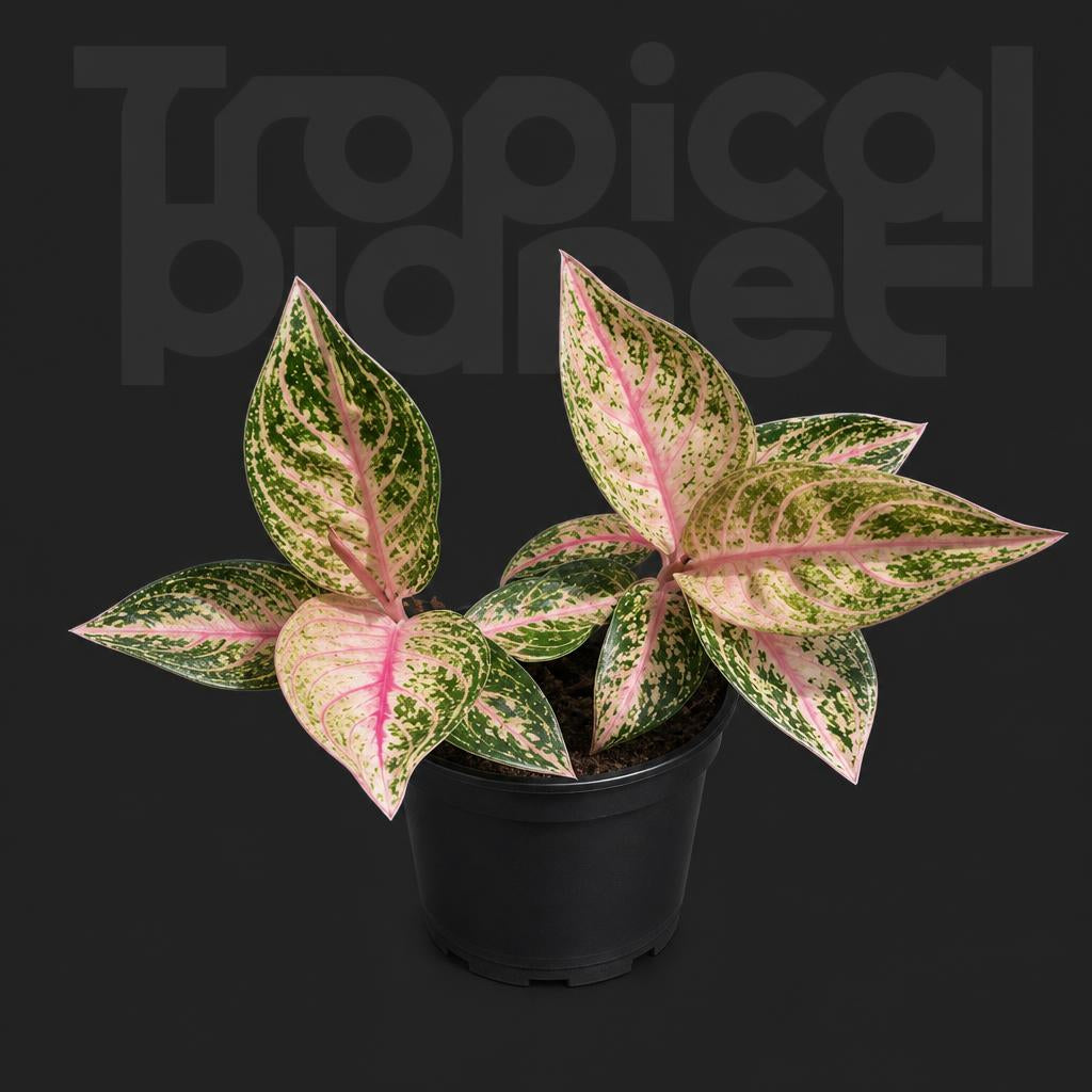 Aglaonema starshing
