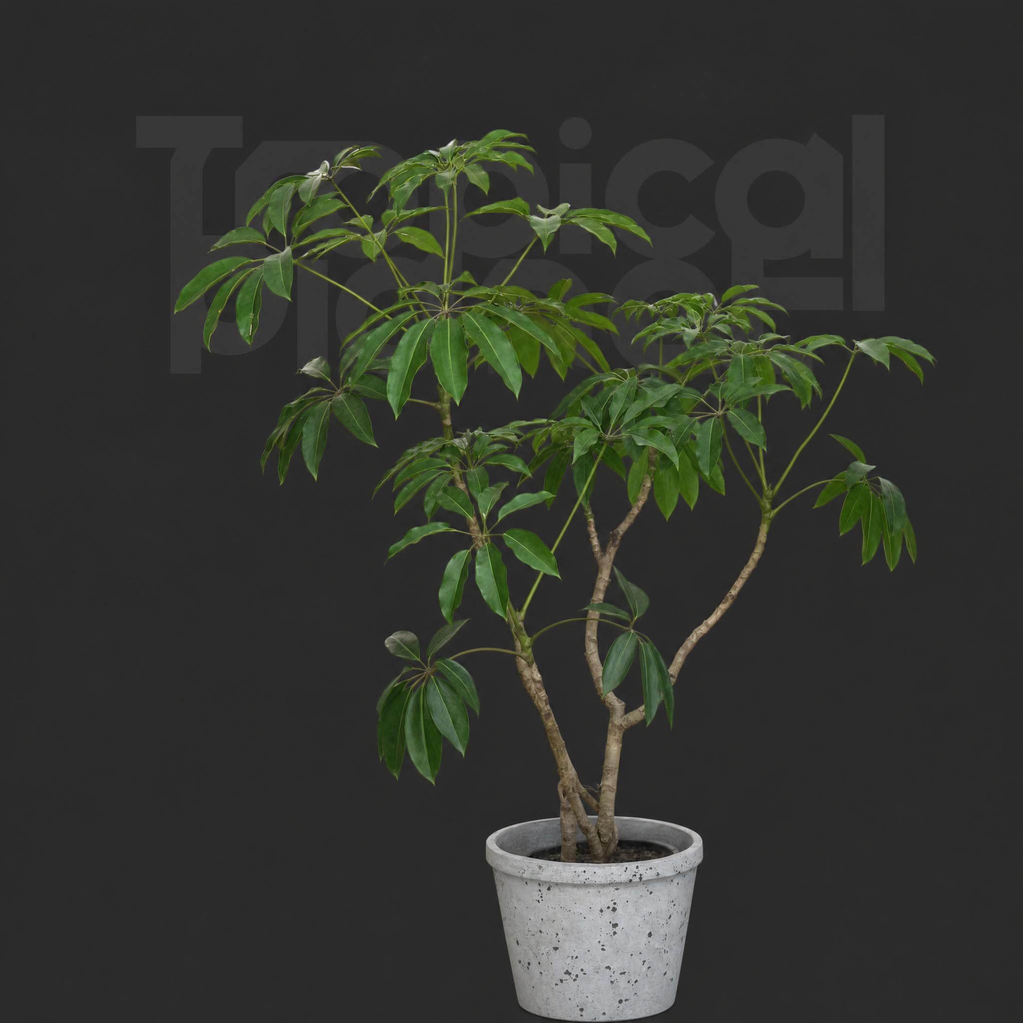 Schefflera pueckleri
