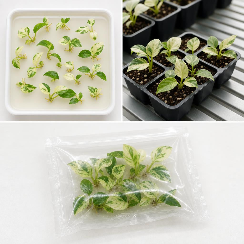 Philodendron 'Snowdrift' - tissue culture seedling scene 2