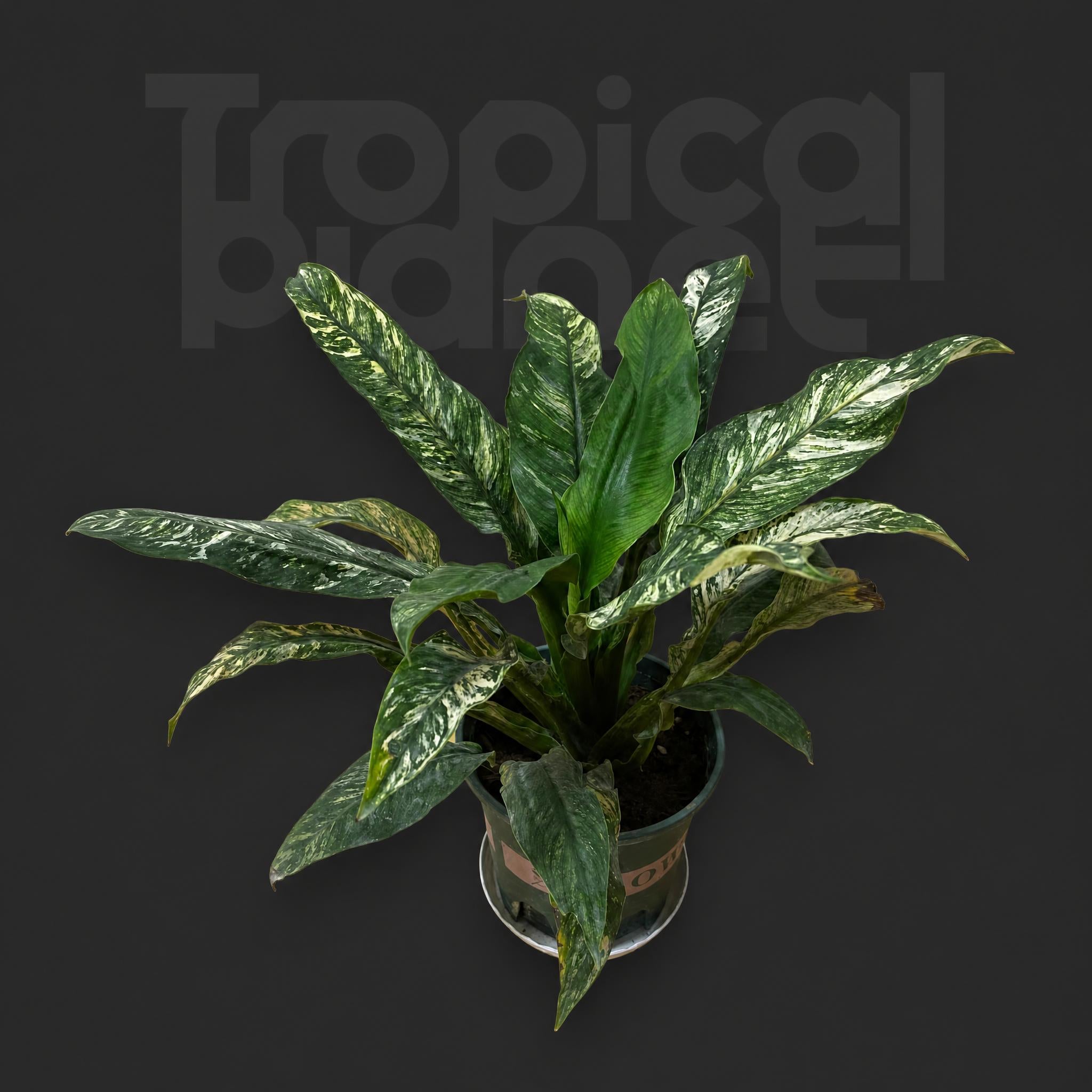 Spathiphyllum floribundum Sensation' variegated