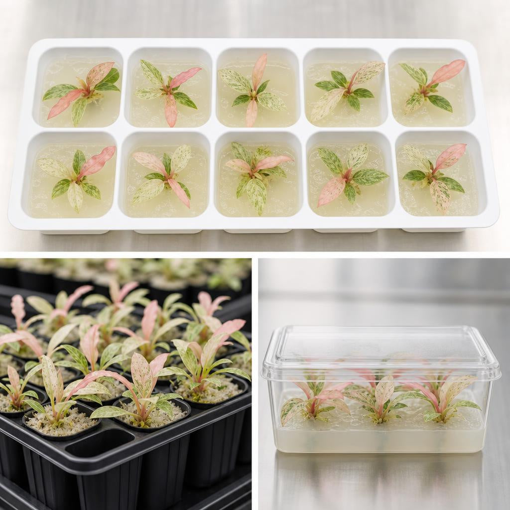 Philodendron 'Strawberry Caeaner' 'Variegata' - tissue culture seedling scene 3