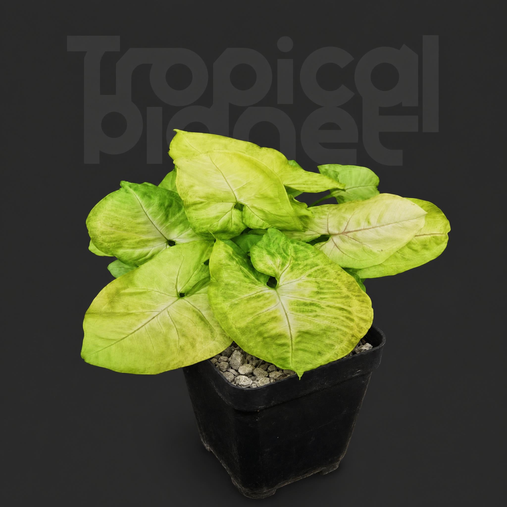 Syngonium podophyllum 'Golden Allusion'