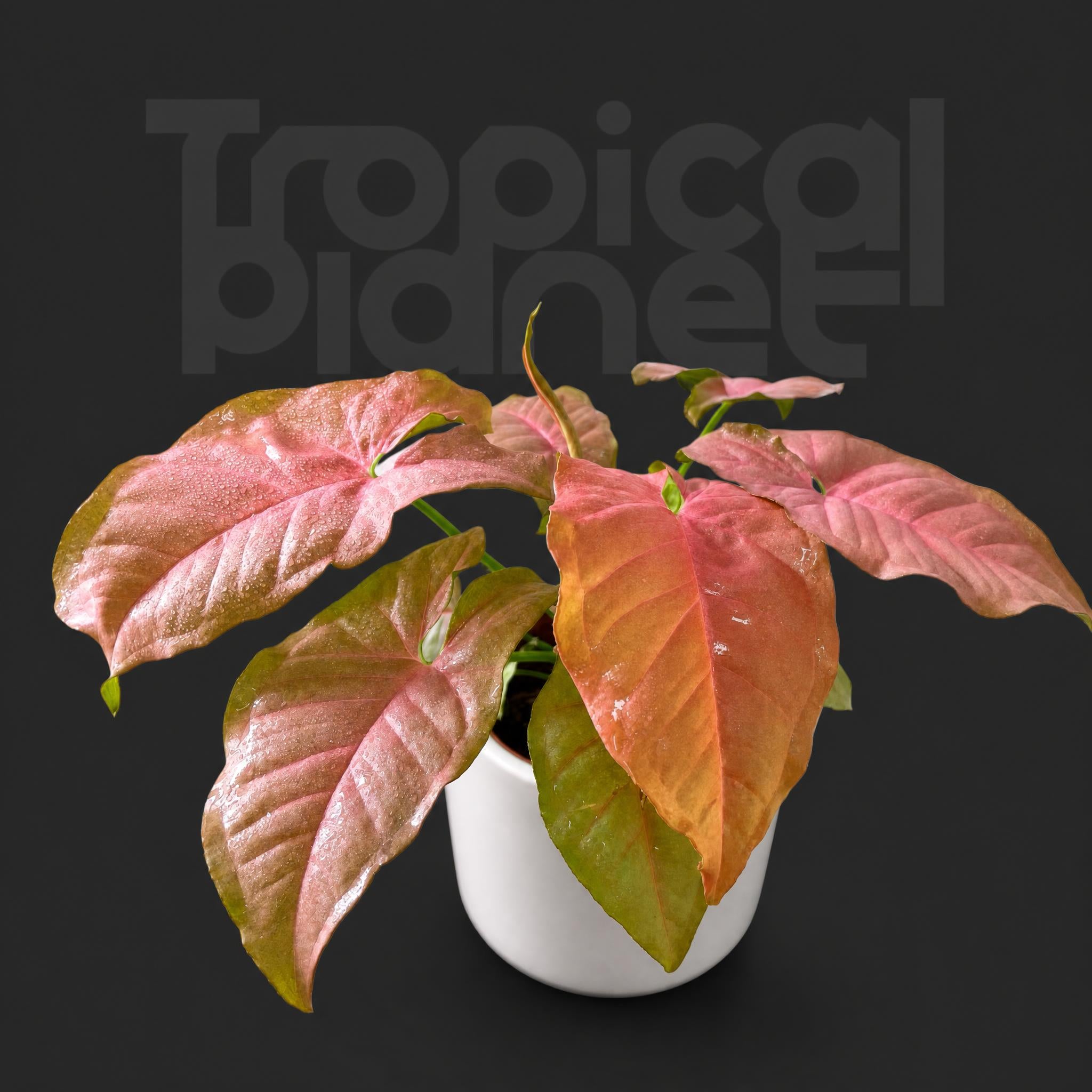Syngonium podophyllum 'Neon Robusta'