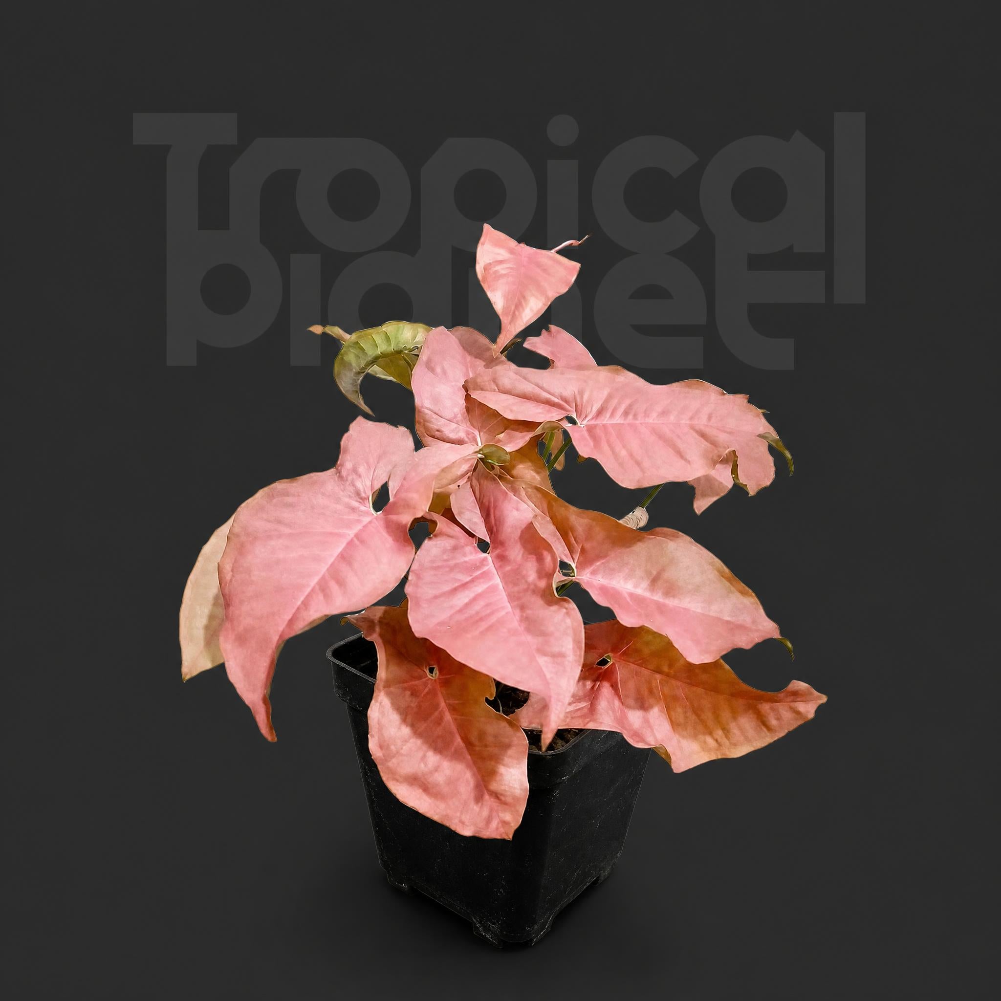 Syngonium podophyllum 'Neon Robusta' - Pink Lady