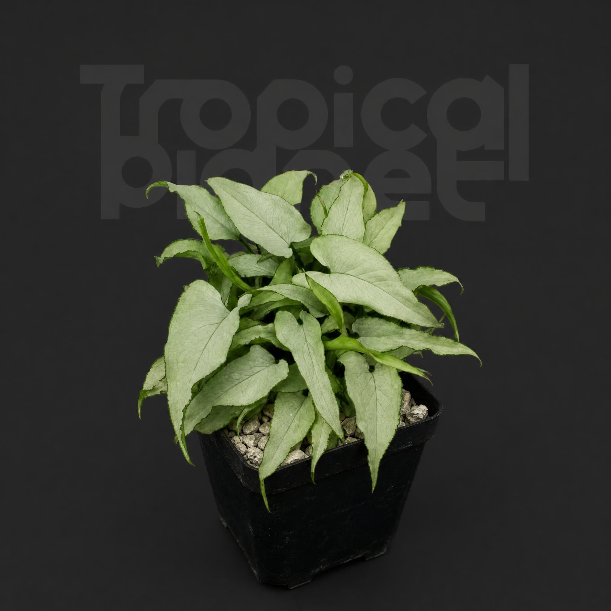 Syngonium podophyllum 'Silver Fox'