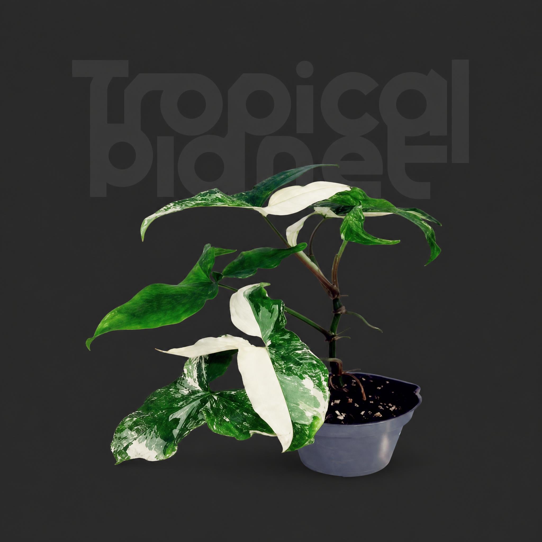 Syngonium podophyllum - Variegated